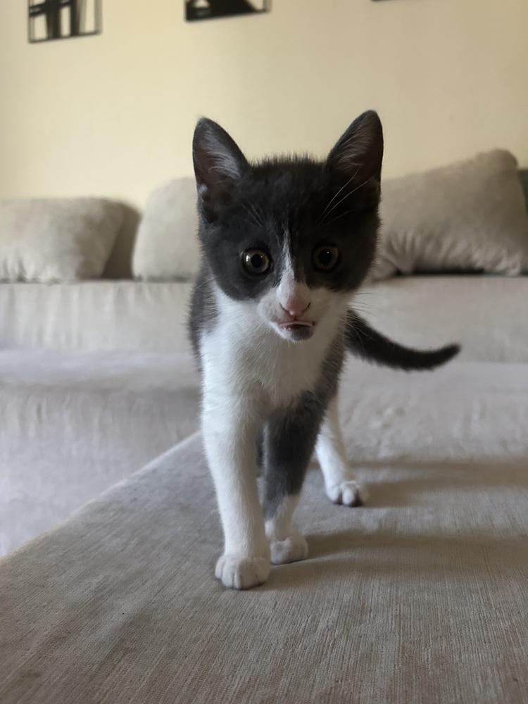Enlarge Piper, a Adoptable Domestic Short Hair in Orlando, FL image 3/6