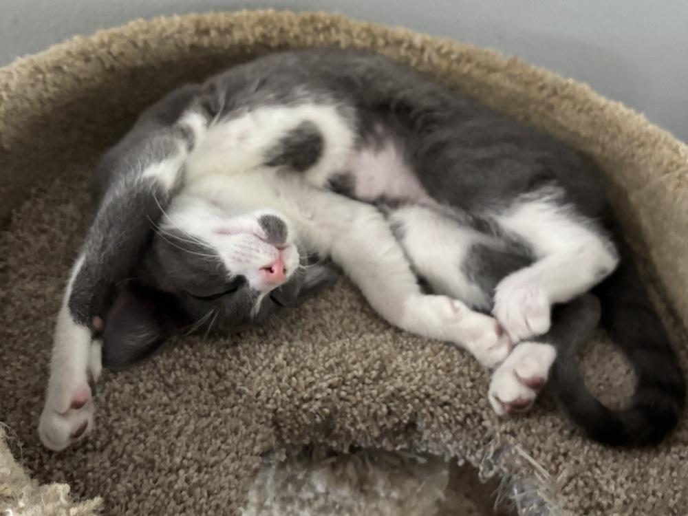 Enlarge Piper, a Adoptable Domestic Short Hair in Orlando, FL image 4/6