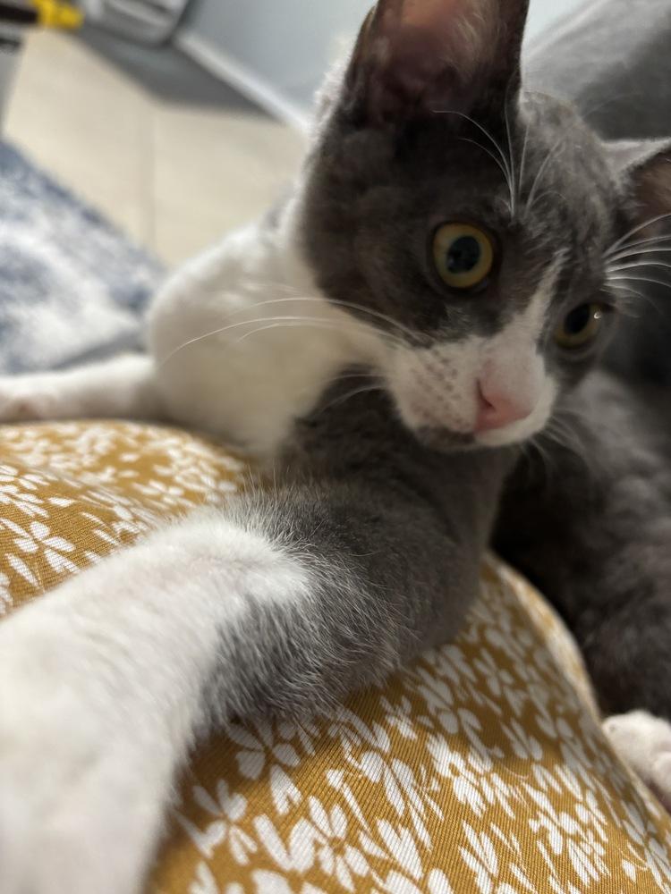 Enlarge Piper, a Adoptable Domestic Short Hair in Orlando, FL image 5/6