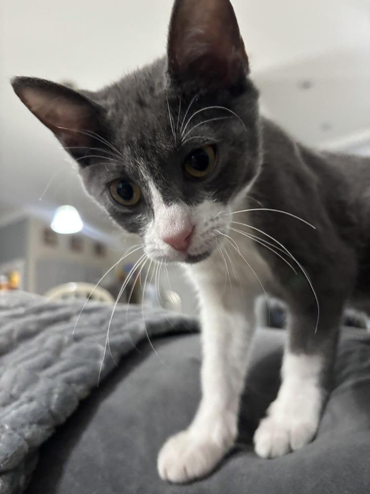 Enlarge Piper, a Adoptable Domestic Short Hair in Orlando, FL image 6/6