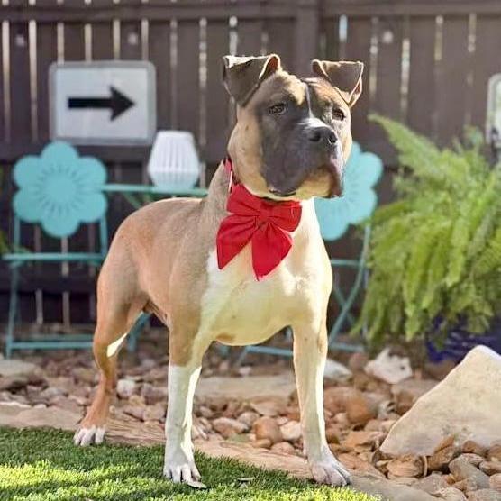 Enlarge Tank, a ADOPTABLE mixed breed in rye, NY image 5/5