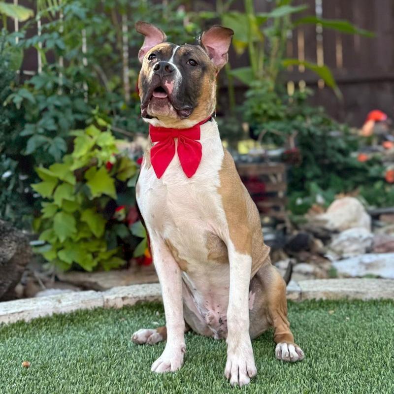 Enlarge Tank, a ADOPTABLE mixed breed in rye, NY image 4/5