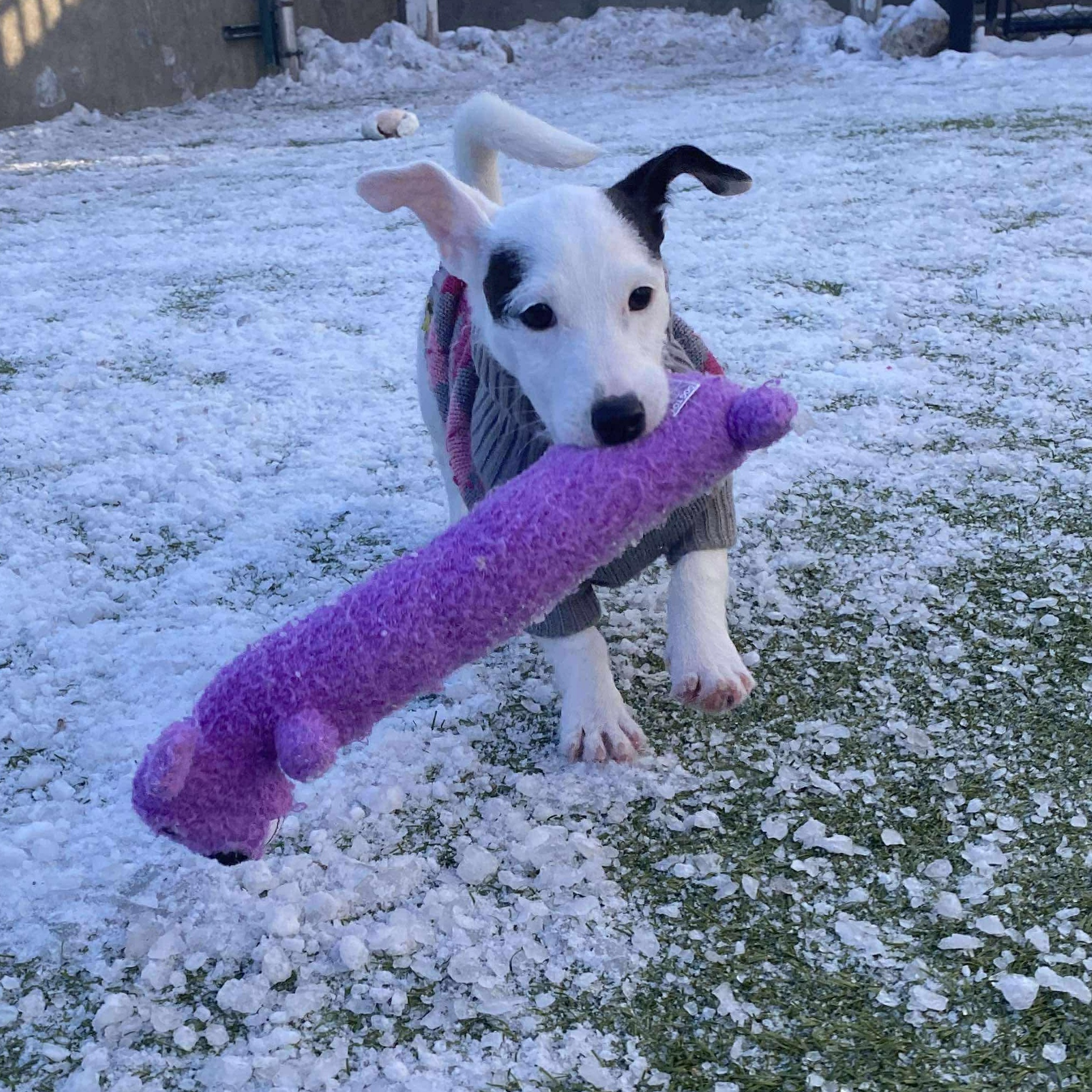 Wishbone, adopted, Puppy Female Jack Russell Terrier.