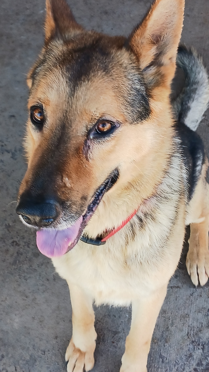 Enlarge Max, a Adoptable German Shepherd Dog in HAMBURG, PA image 3/6