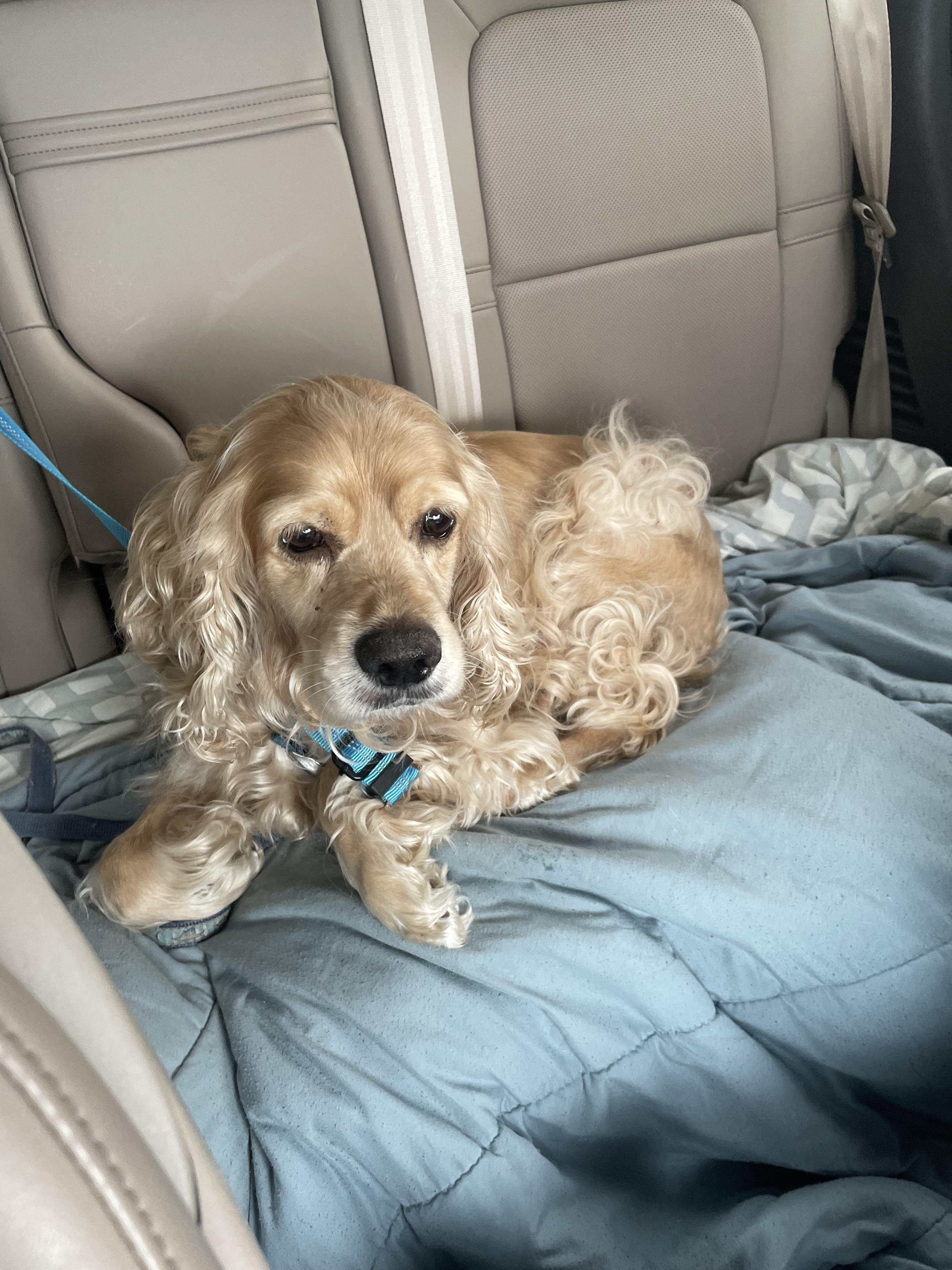 Milo, Adopted, Adult Male Cocker Spaniel.