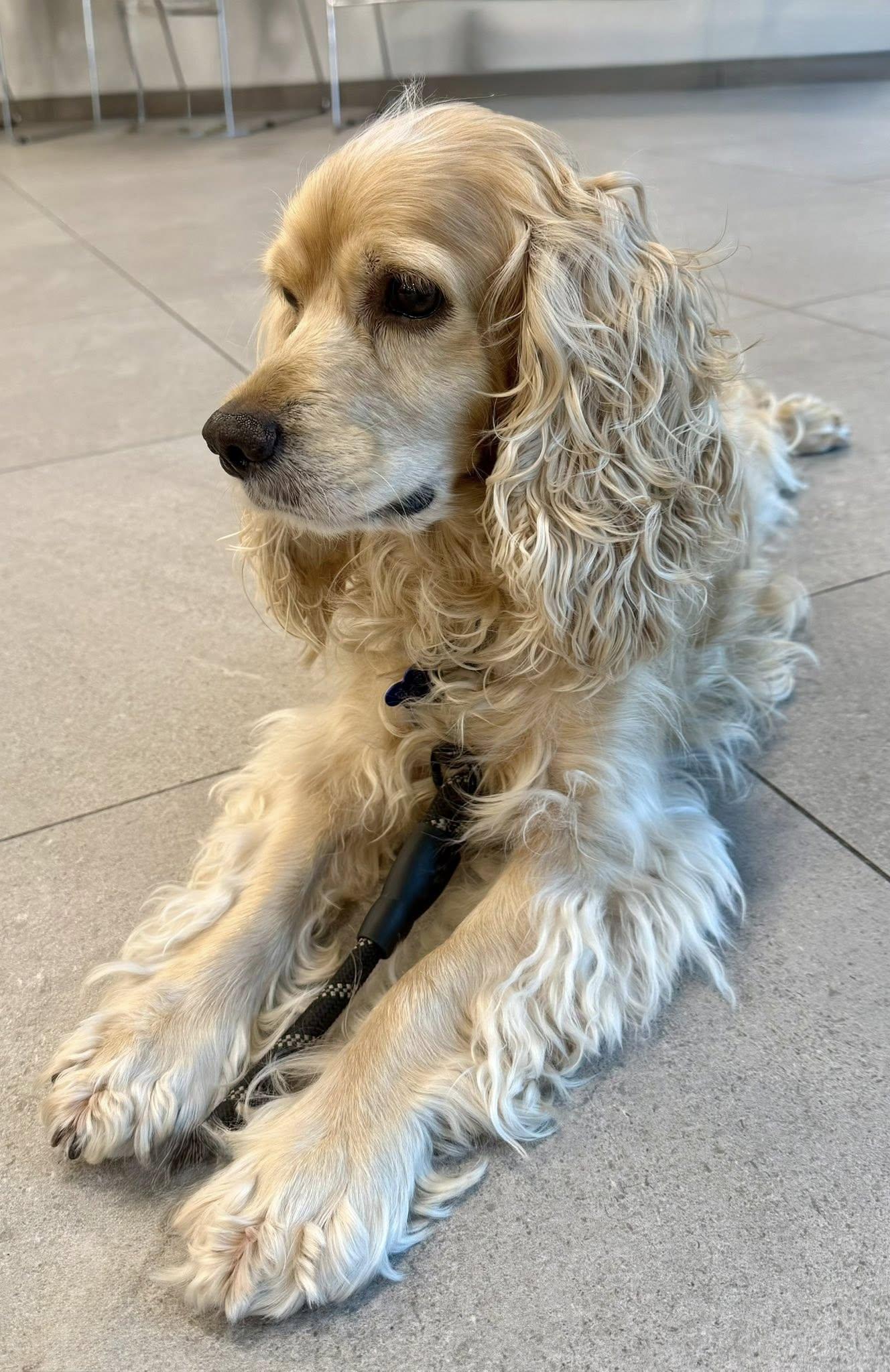 Milo, a Adopted Cocker Spaniel in Cape Coral, FL image 2/6