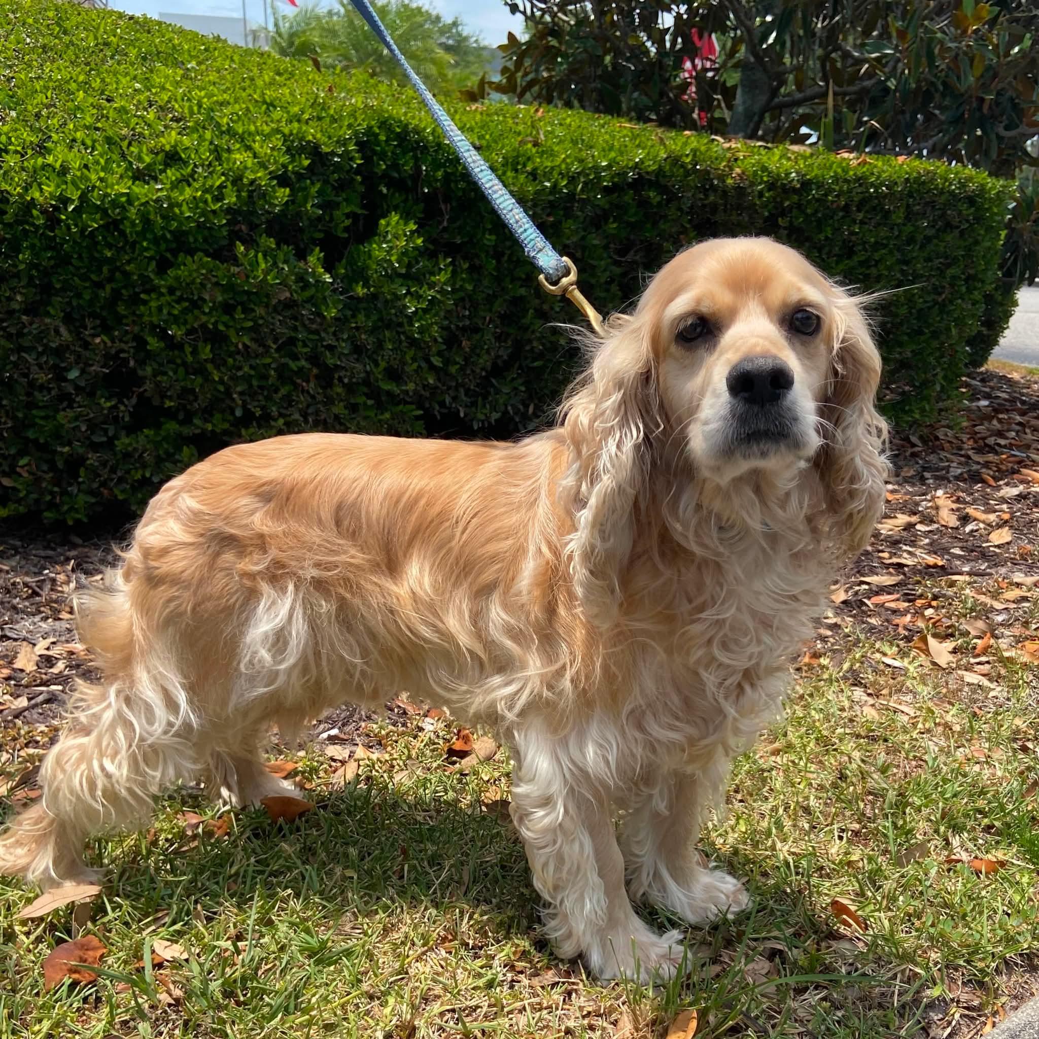 Milo, a Adopted Cocker Spaniel in Cape Coral, FL image 3/6