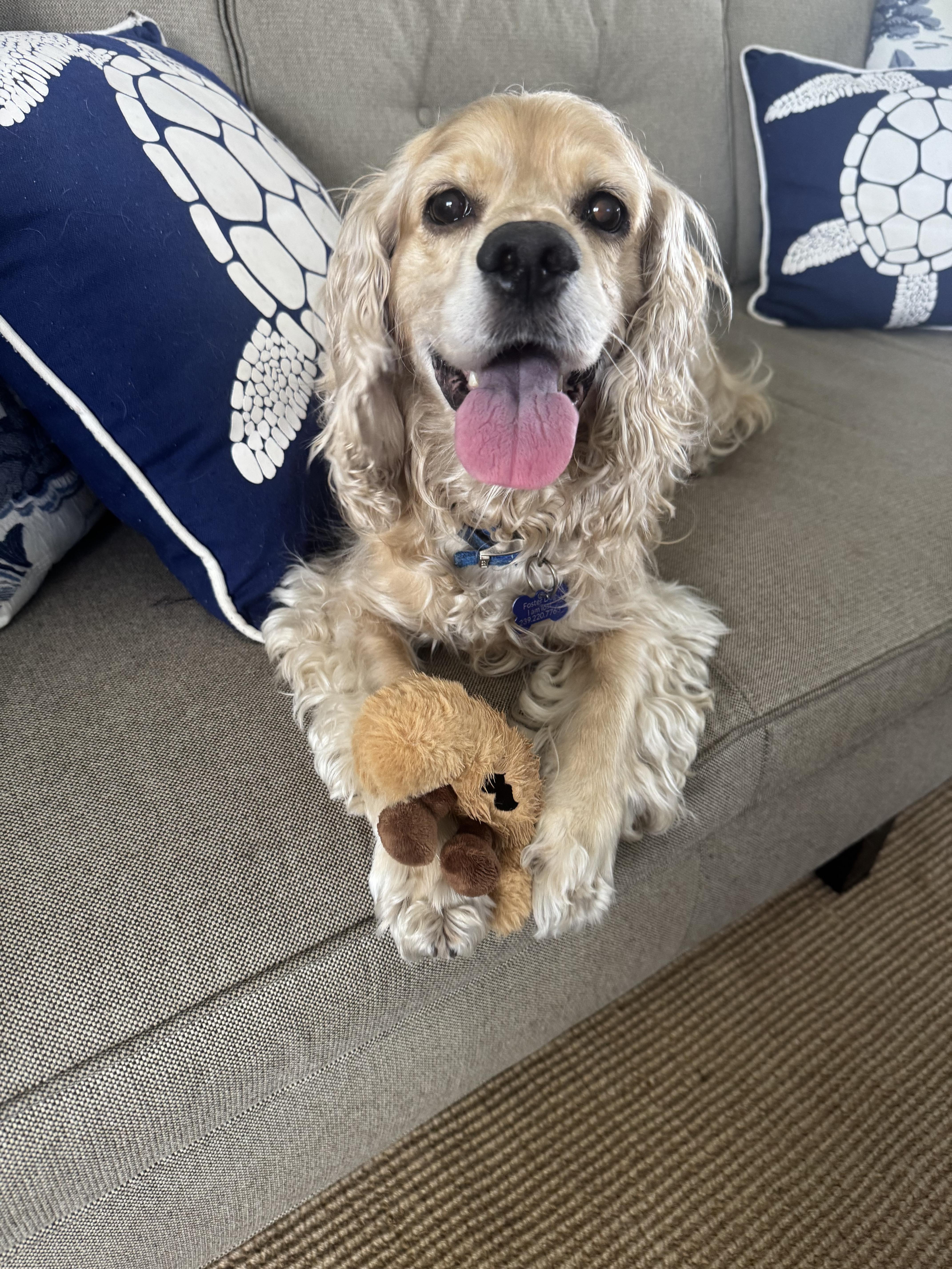 Milo, a Adopted Cocker Spaniel in Cape Coral, FL image 5/6