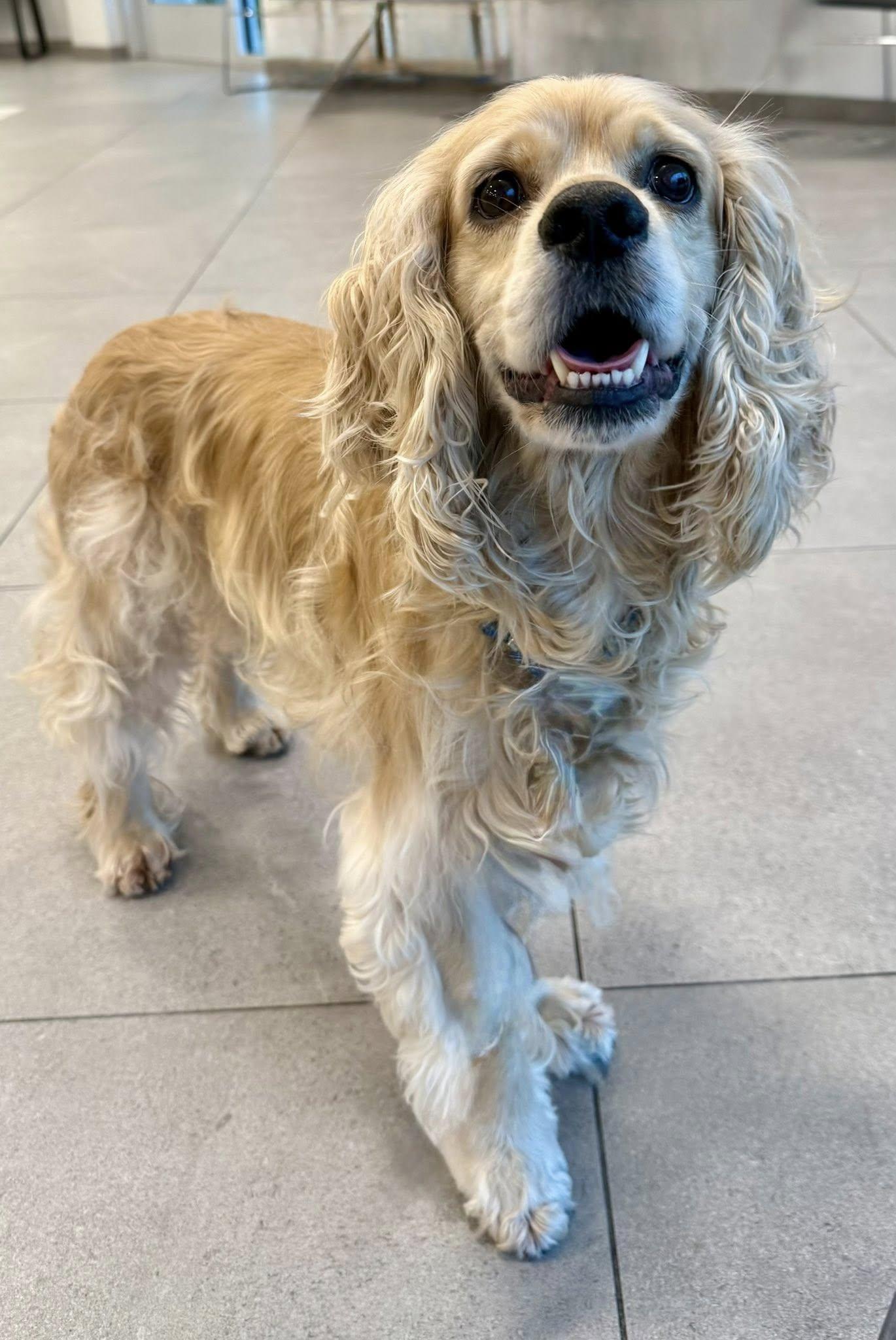 Milo, a Adopted Cocker Spaniel in Cape Coral, FL image 6/6