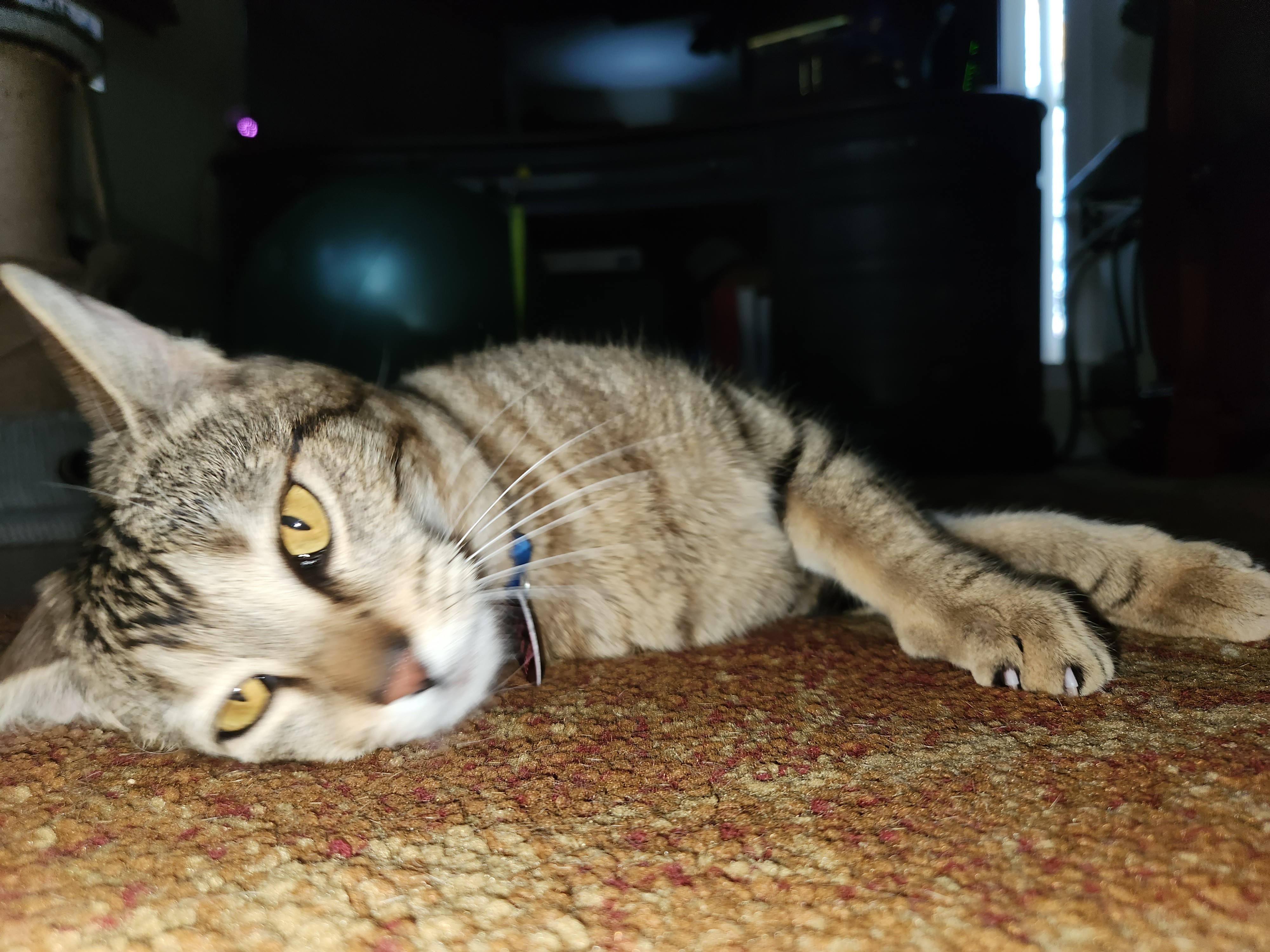 Enlarge Zoey, a Adoptable Domestic Short Hair in Mansfield, TX image 2/4