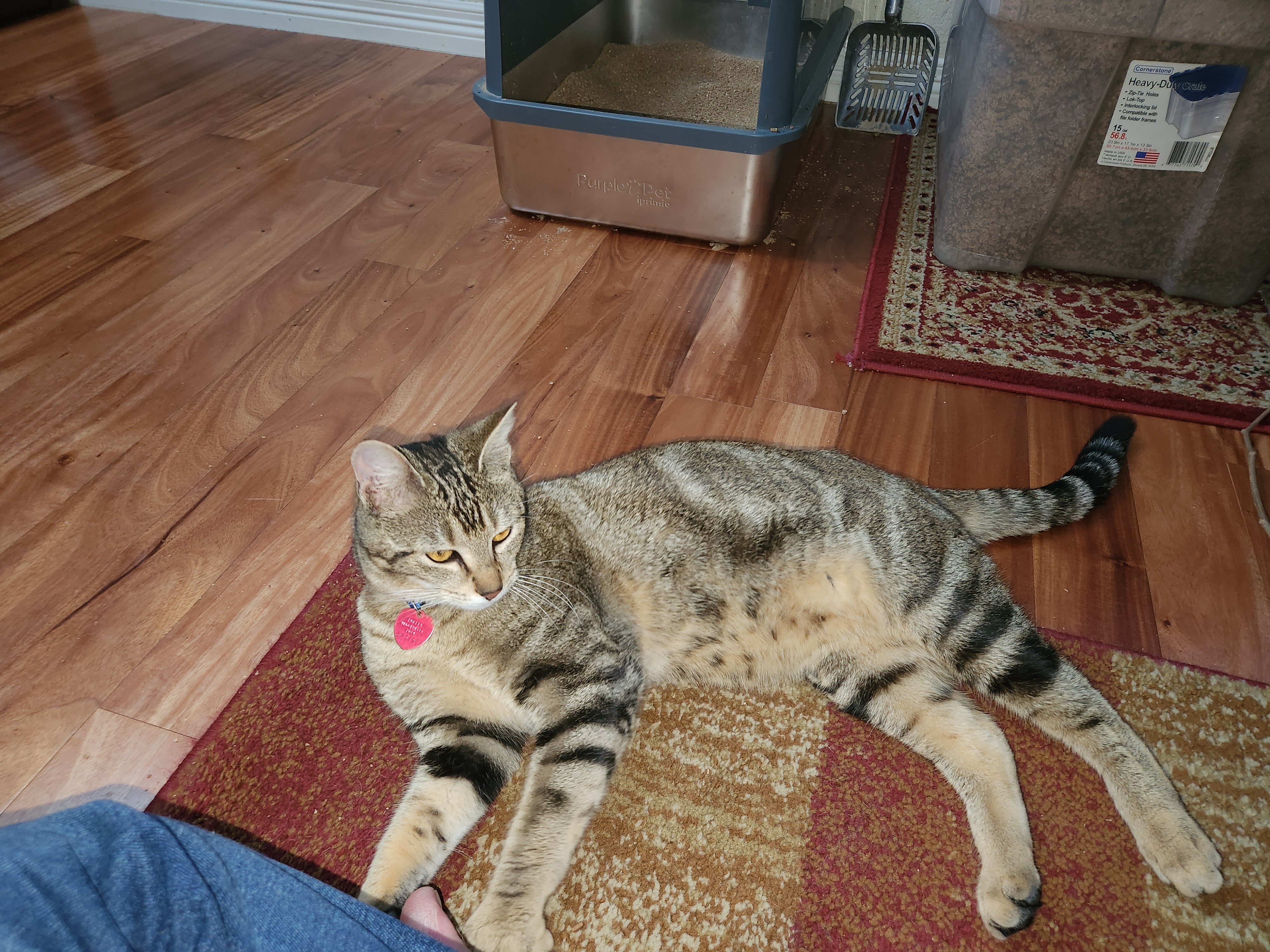 Enlarge Zoey, a Adoptable Domestic Short Hair in Mansfield, TX image 3/4