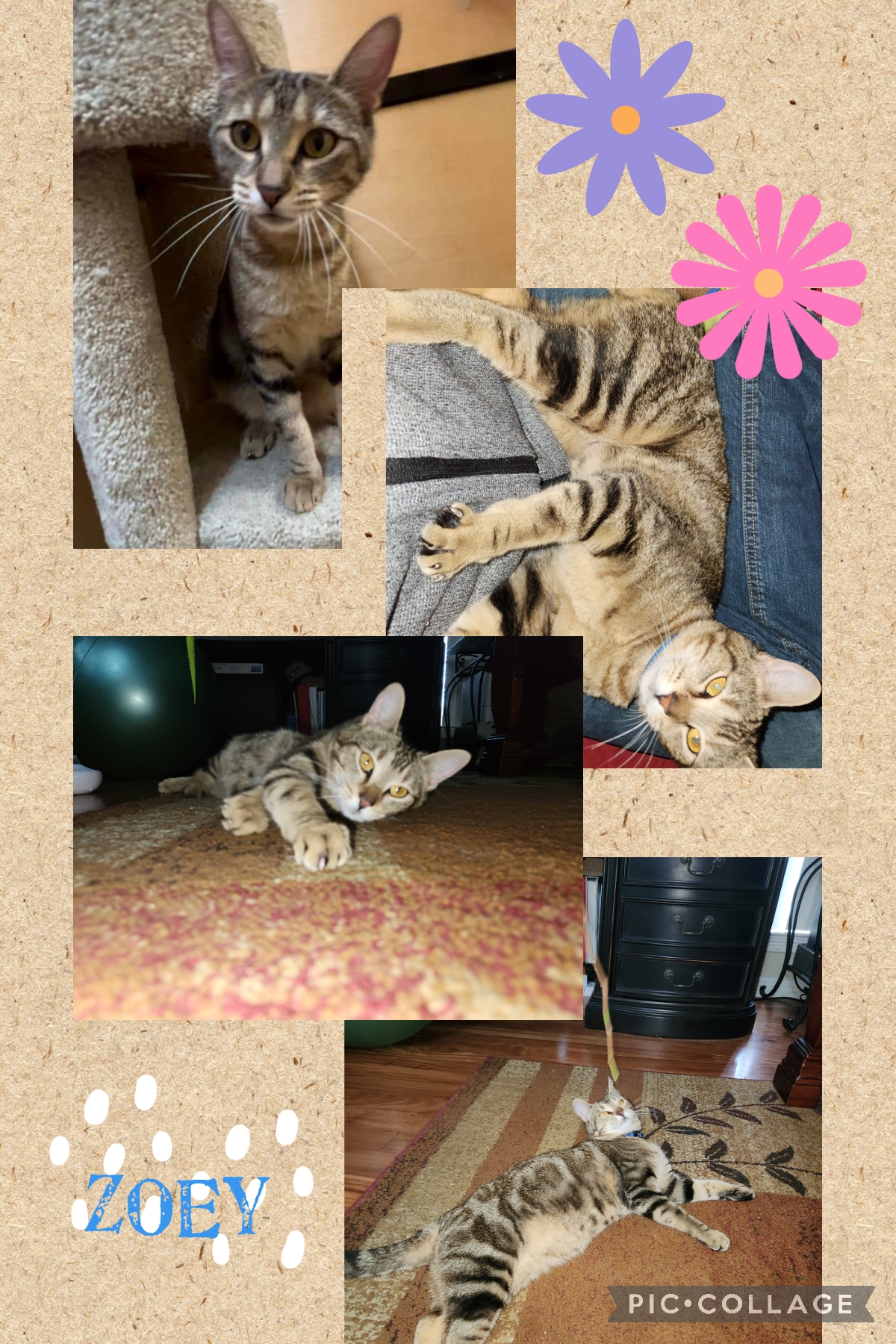 Enlarge Zoey, a Adoptable Domestic Short Hair in Mansfield, TX image 1/4