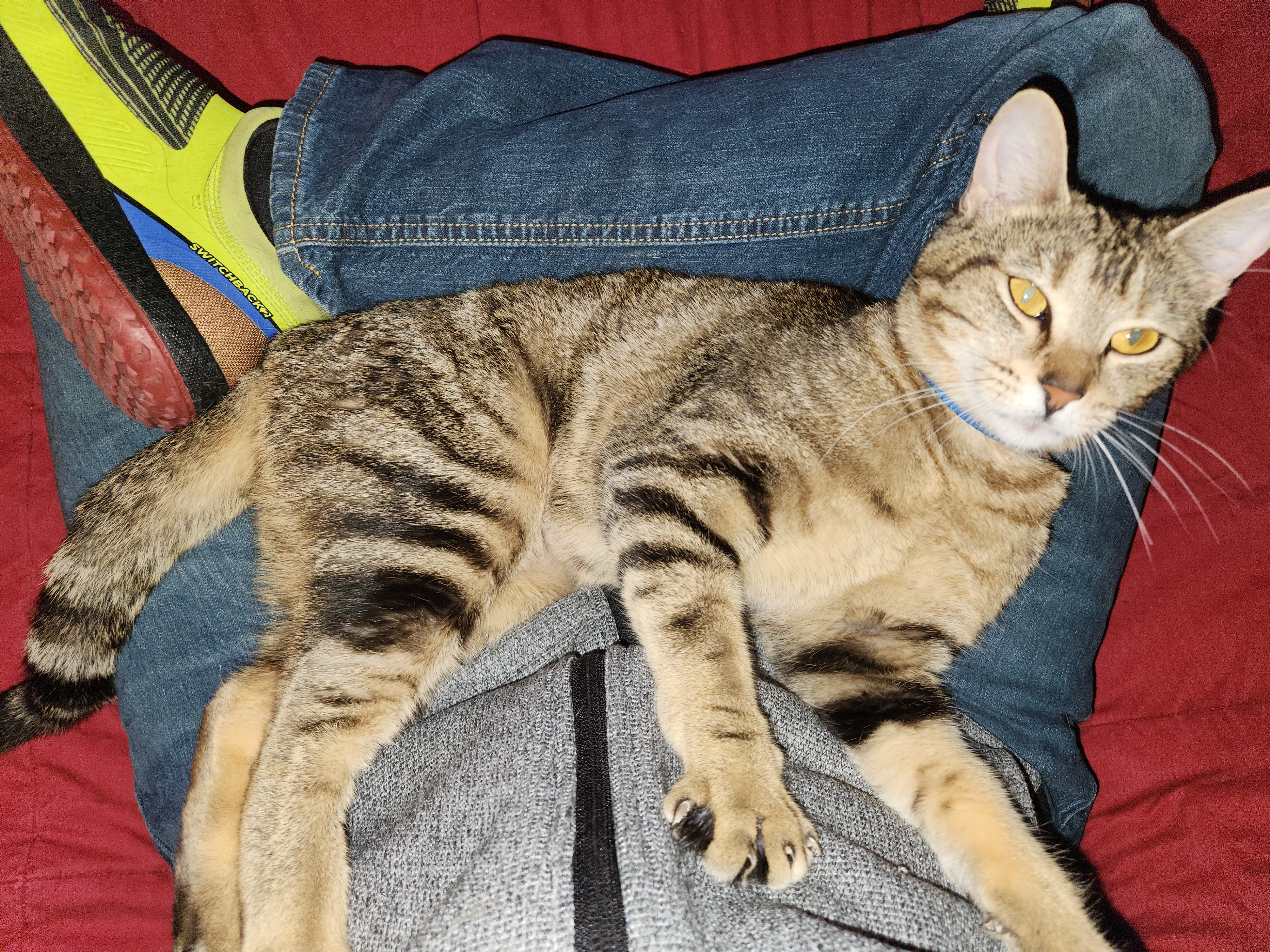 Enlarge Zoey, a Adoptable Domestic Short Hair in Mansfield, TX image 4/4