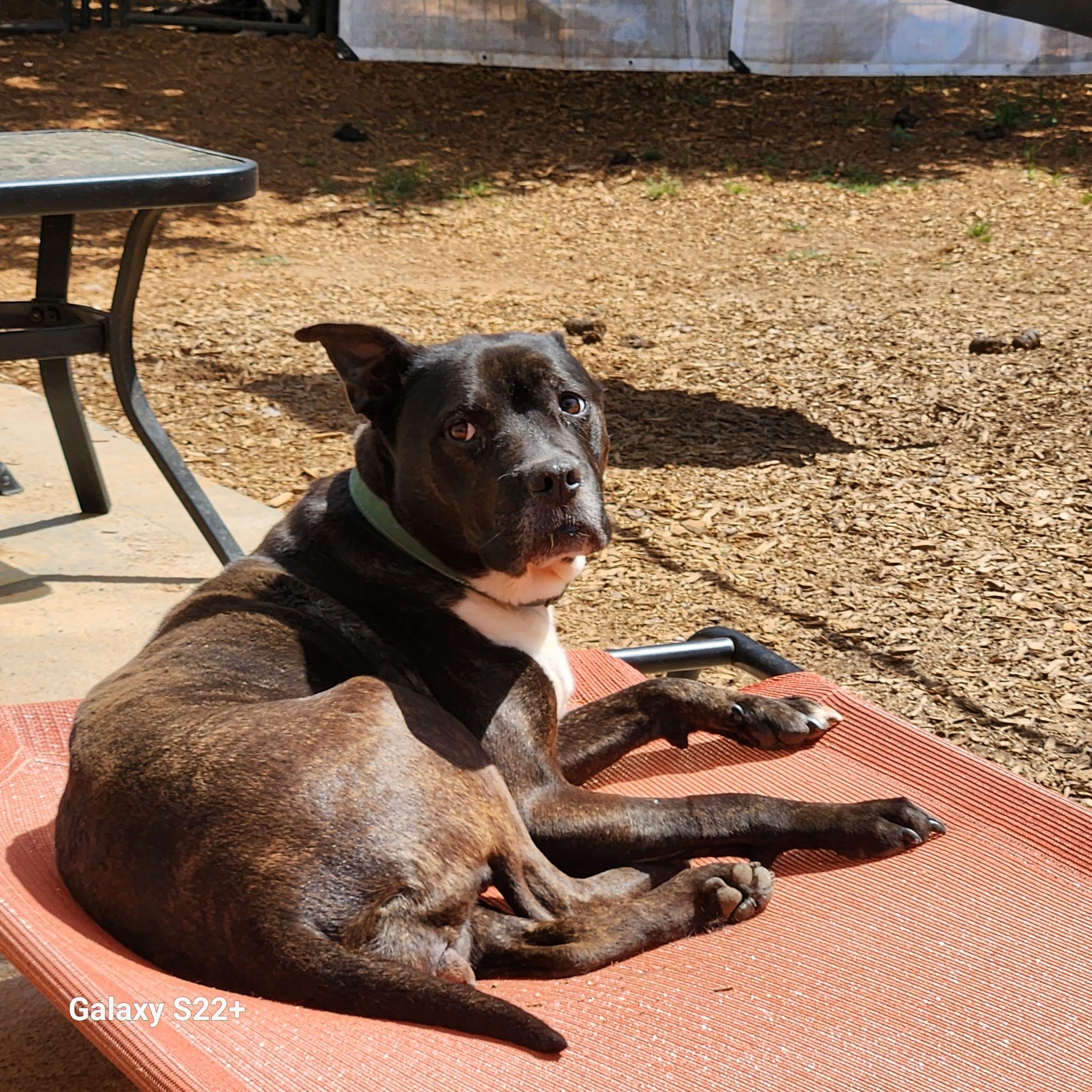 Enlarge Margo, a ADOPTABLE mixed breed in Powell, TN image 3/4