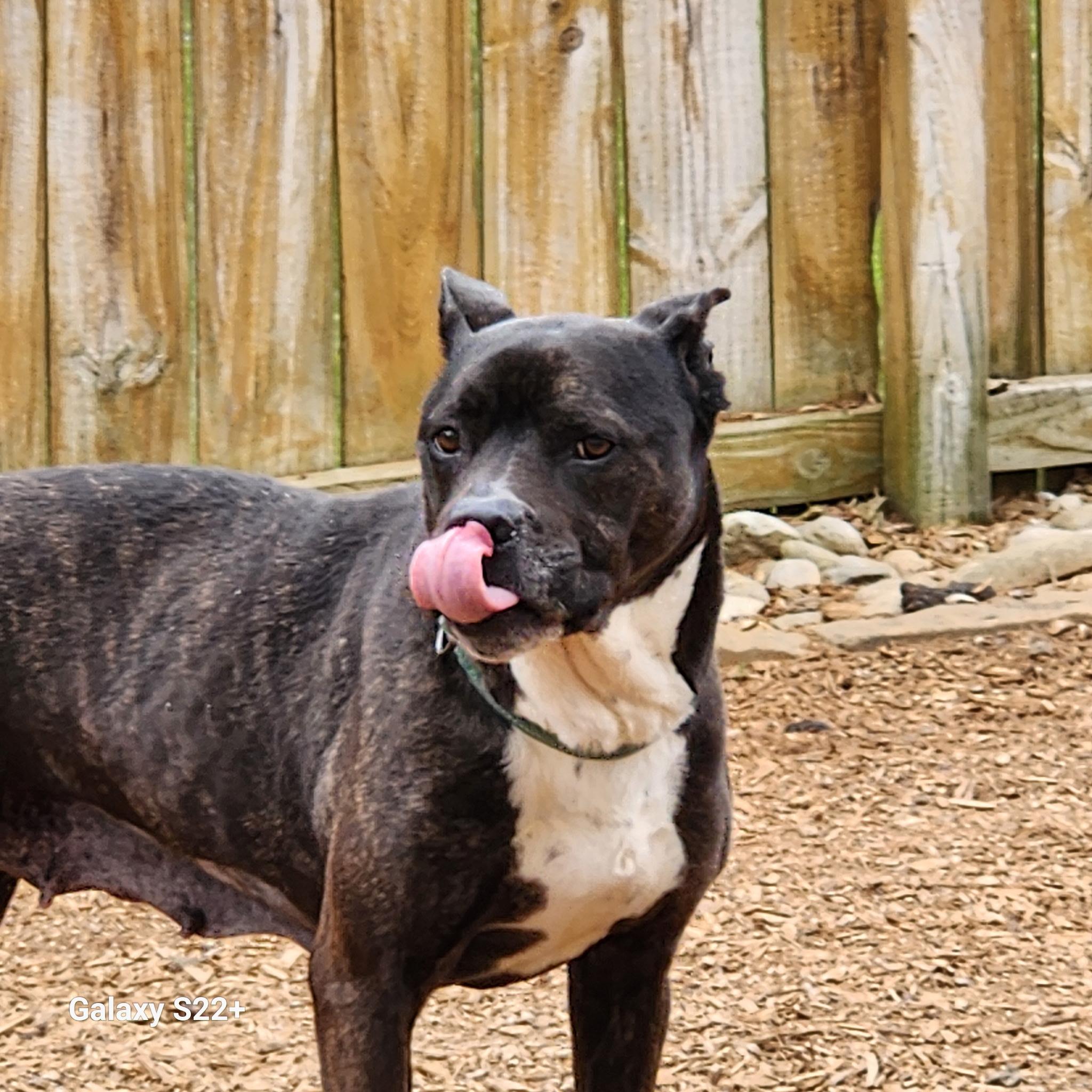 Enlarge Margo, a ADOPTABLE mixed breed in Powell, TN image 4/4