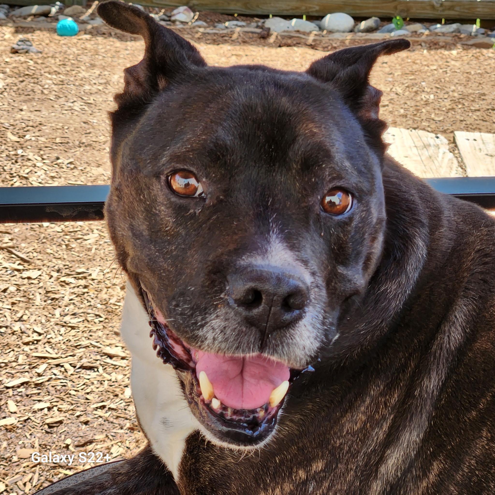 Margo, ADOPTABLE, Senior Female Pit Bull Terrier.
