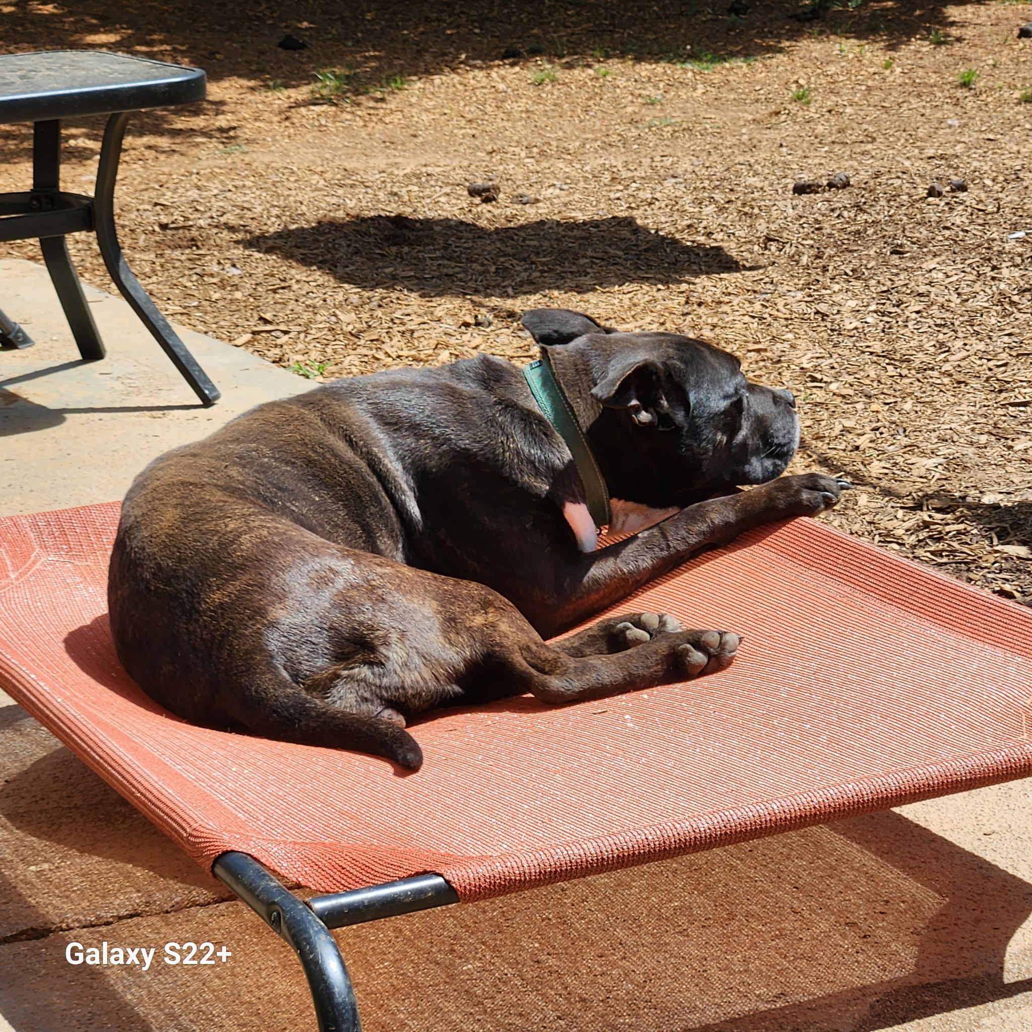 Enlarge Margo, a ADOPTABLE mixed breed in Powell, TN image 2/4