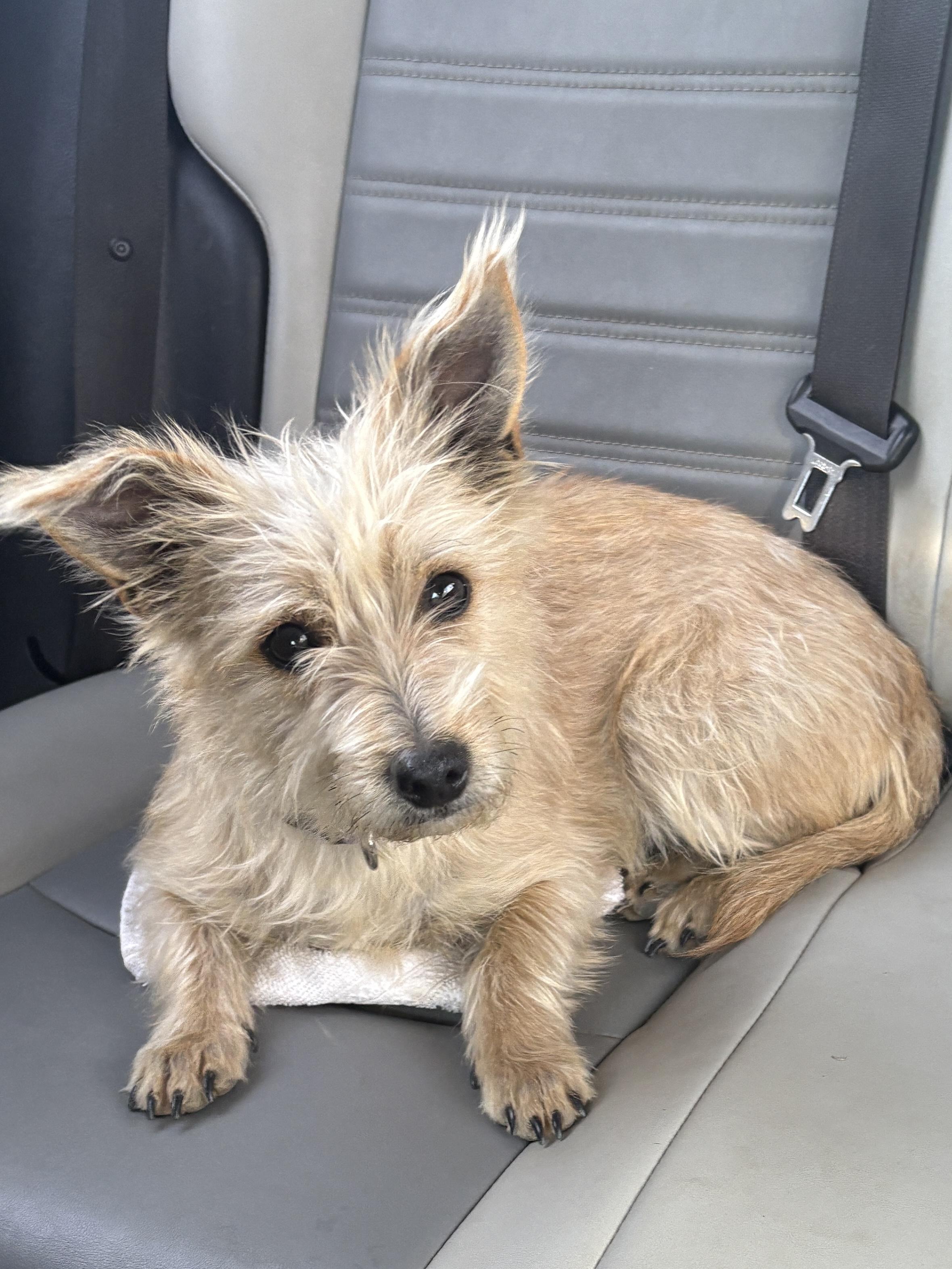 Annie, adopted, Adult Female Terrier & West Highland White Terrier / Westie.