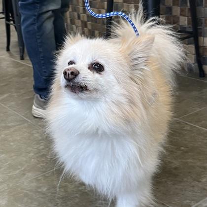 Buddy, a ADOPTABLE mixed breed in Dubuque, IA image 2/5