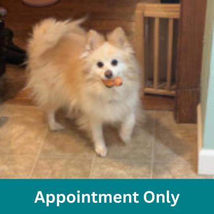 Buddy, ADOPTABLE, Senior Male Mixed Breed.