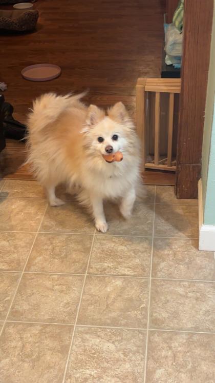 Buddy, a ADOPTABLE mixed breed in Dubuque, IA image 4/5