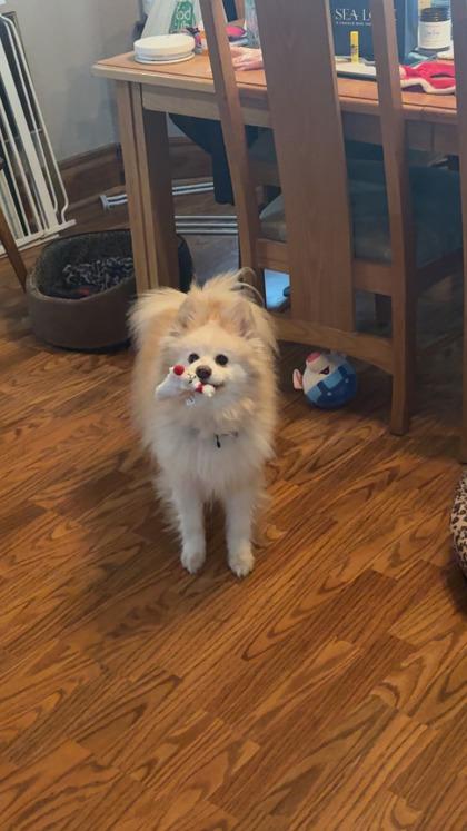 Buddy, a ADOPTABLE mixed breed in Dubuque, IA image 5/5