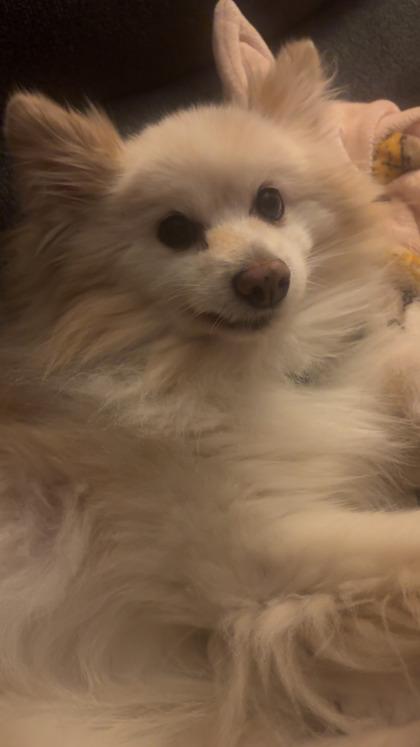 Buddy, a ADOPTABLE mixed breed in Dubuque, IA image 3/5