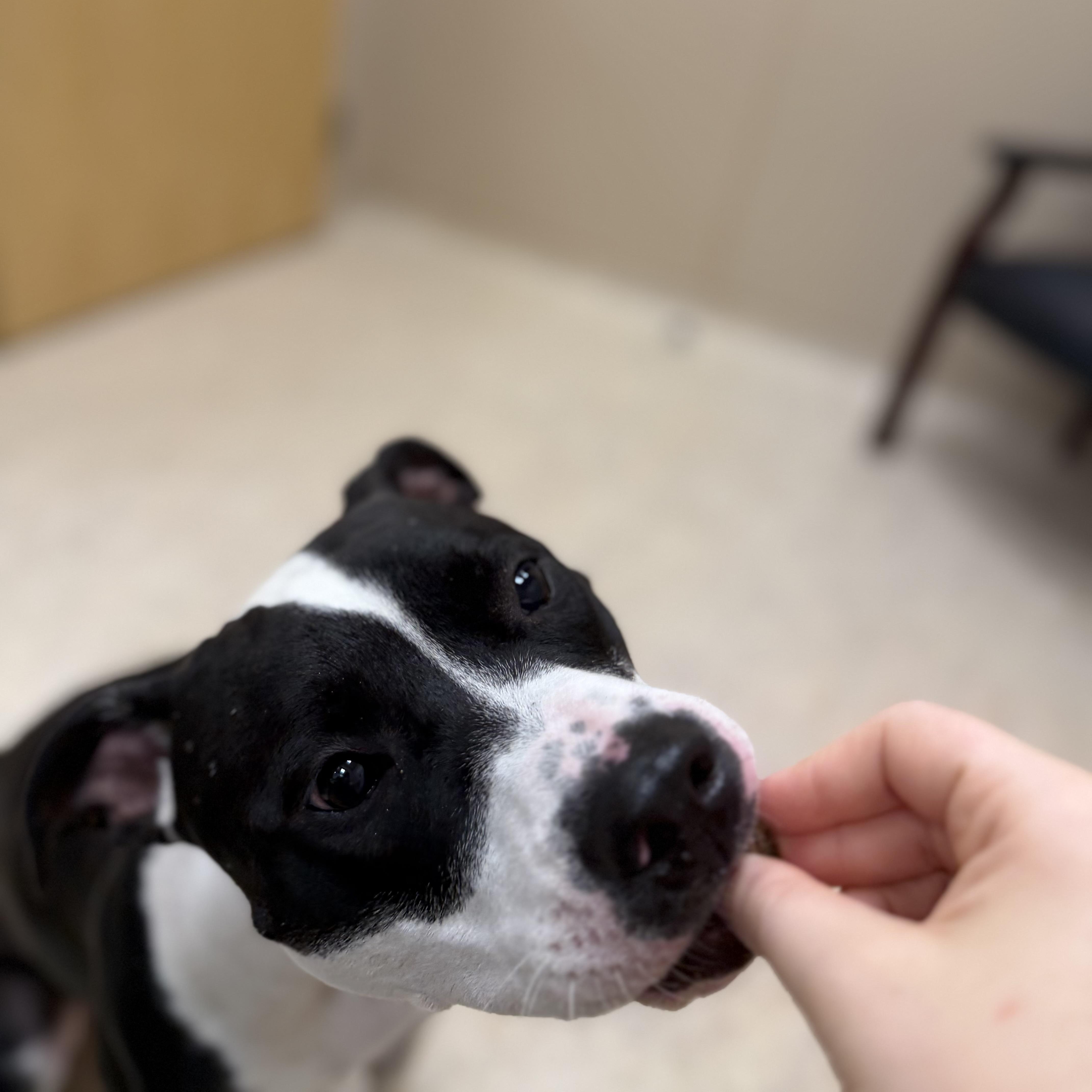 Nova, a ADOPTABLE Pit Bull Terrier in North Providence, RI image 3/3