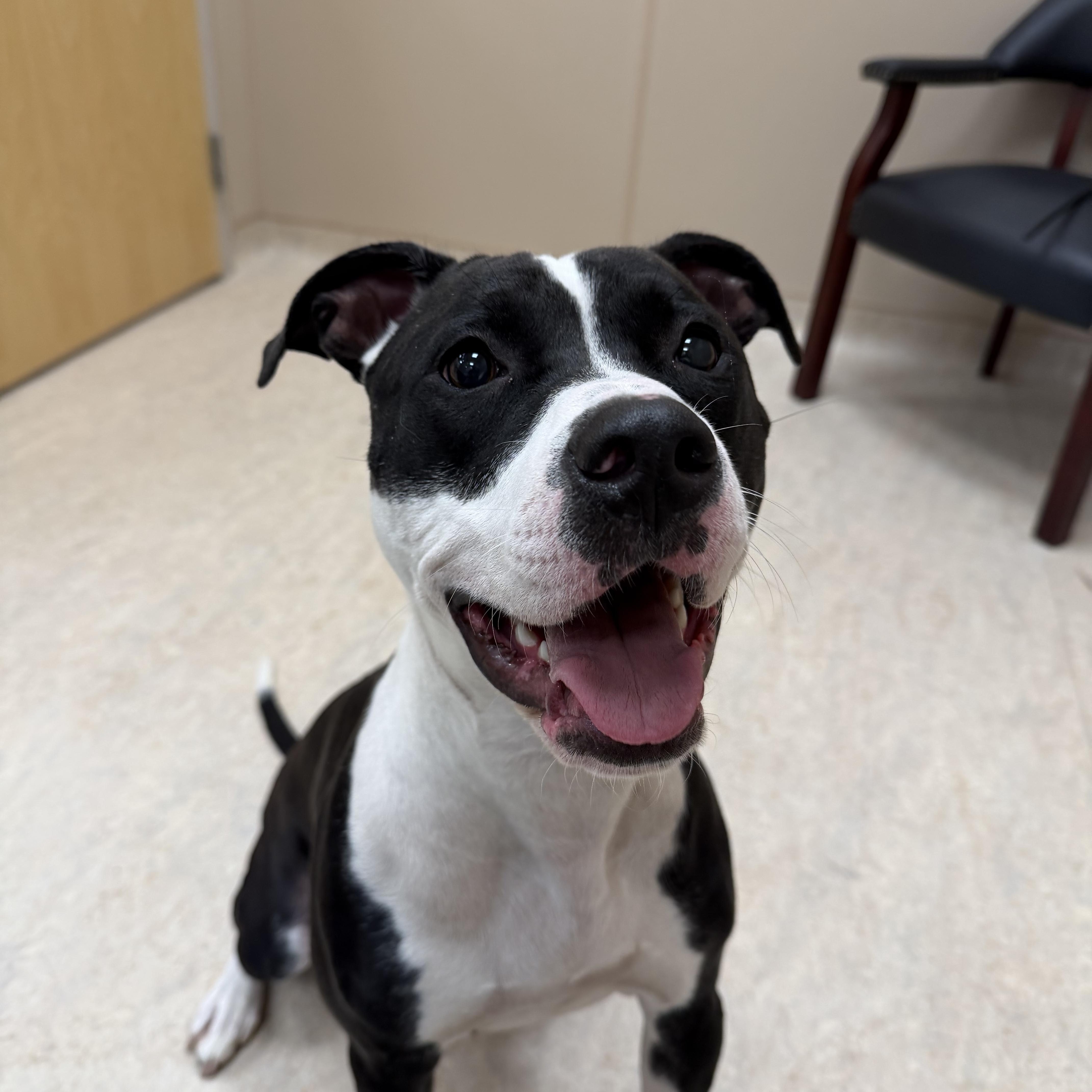 Nova, ADOPTABLE, Young Female Pit Bull Terrier.