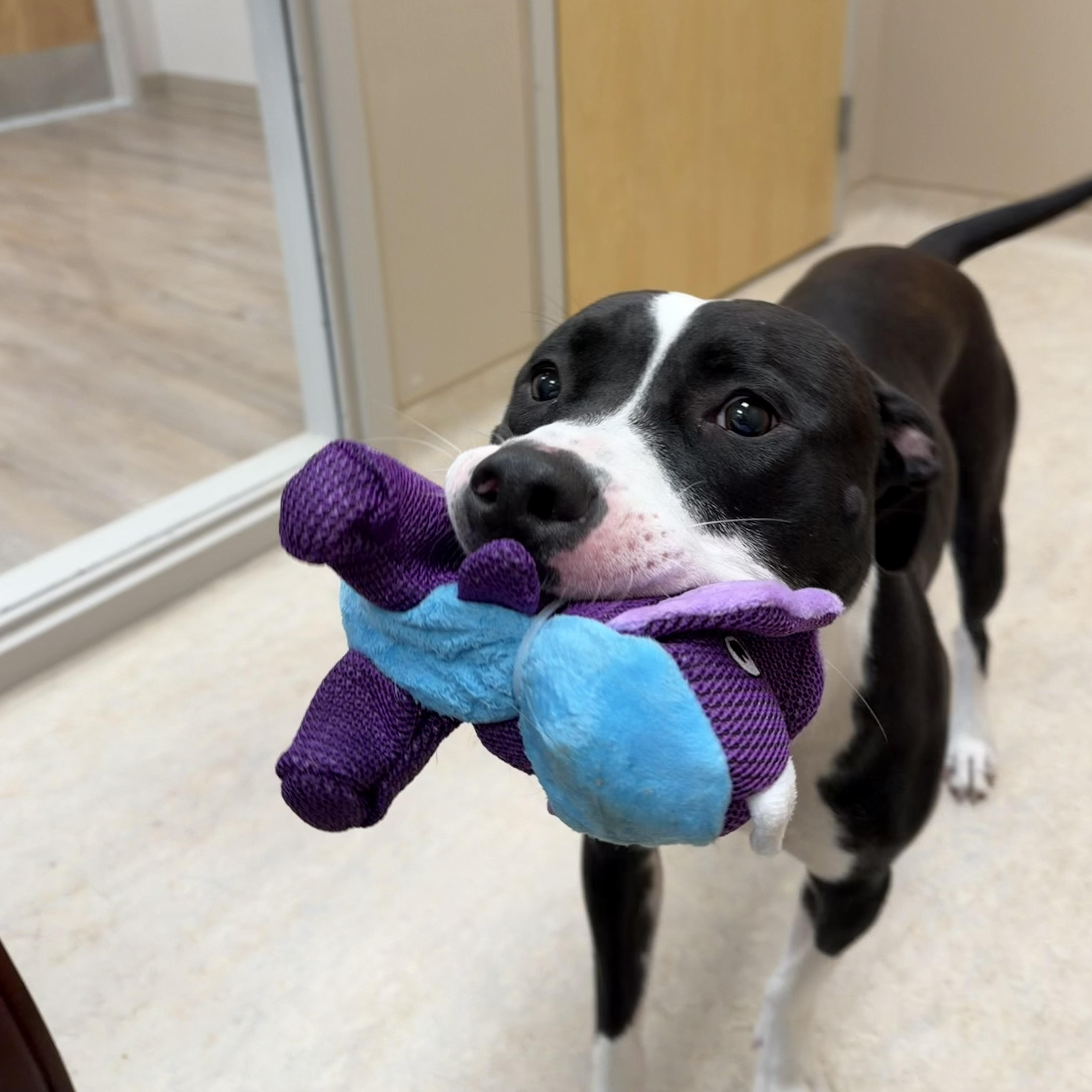 Nova, a ADOPTABLE Pit Bull Terrier in North Providence, RI image 2/3