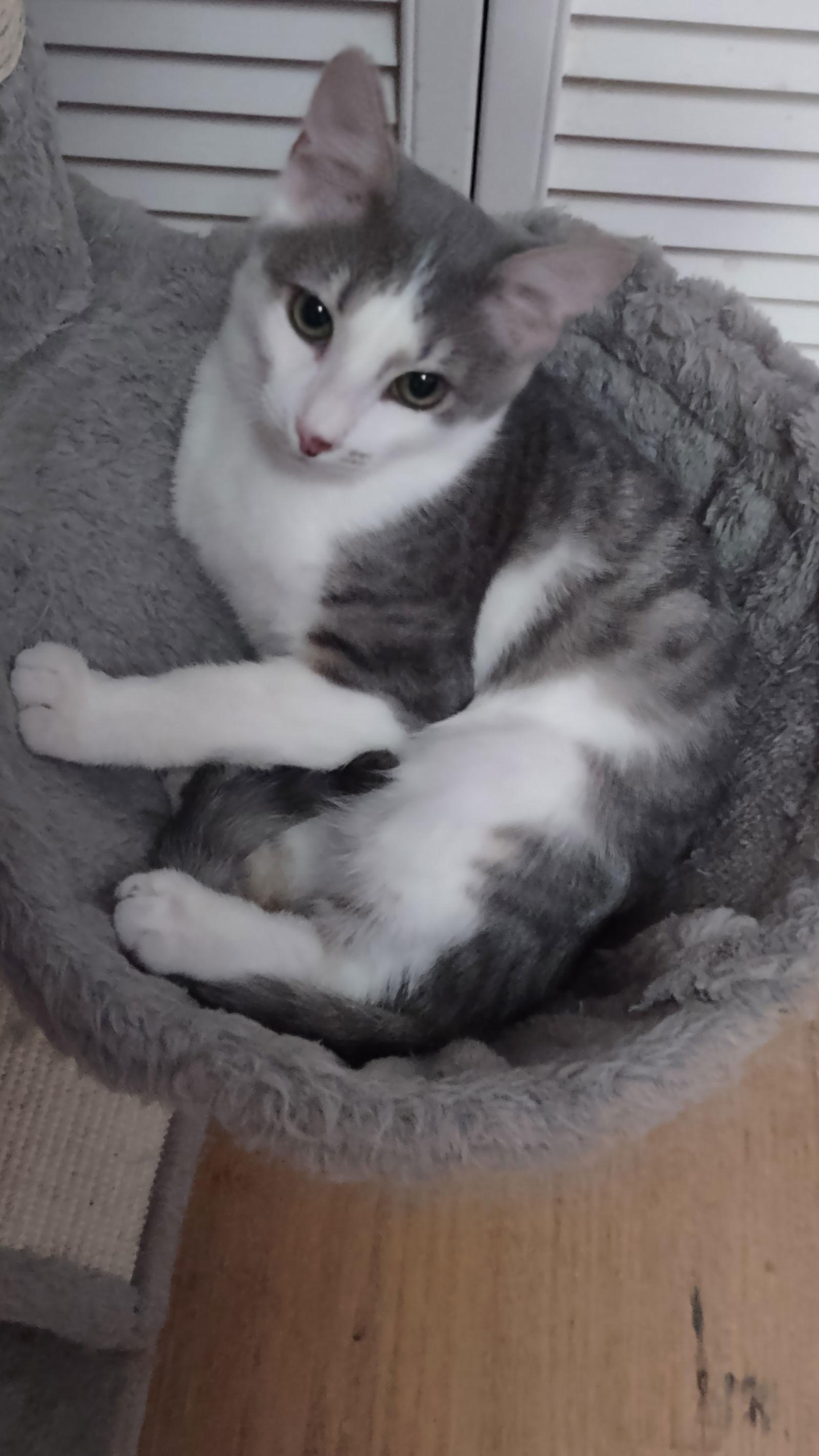 Tofu, Adoptable, Young Male Domestic Short Hair.