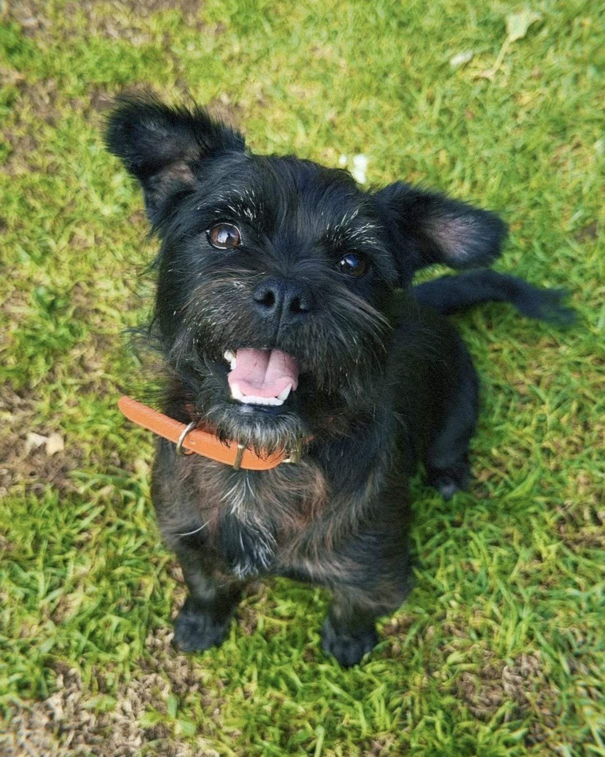 Enlarge Fiona, a ADOPTABLE mixed breed in Glendale, CA image 1/5
