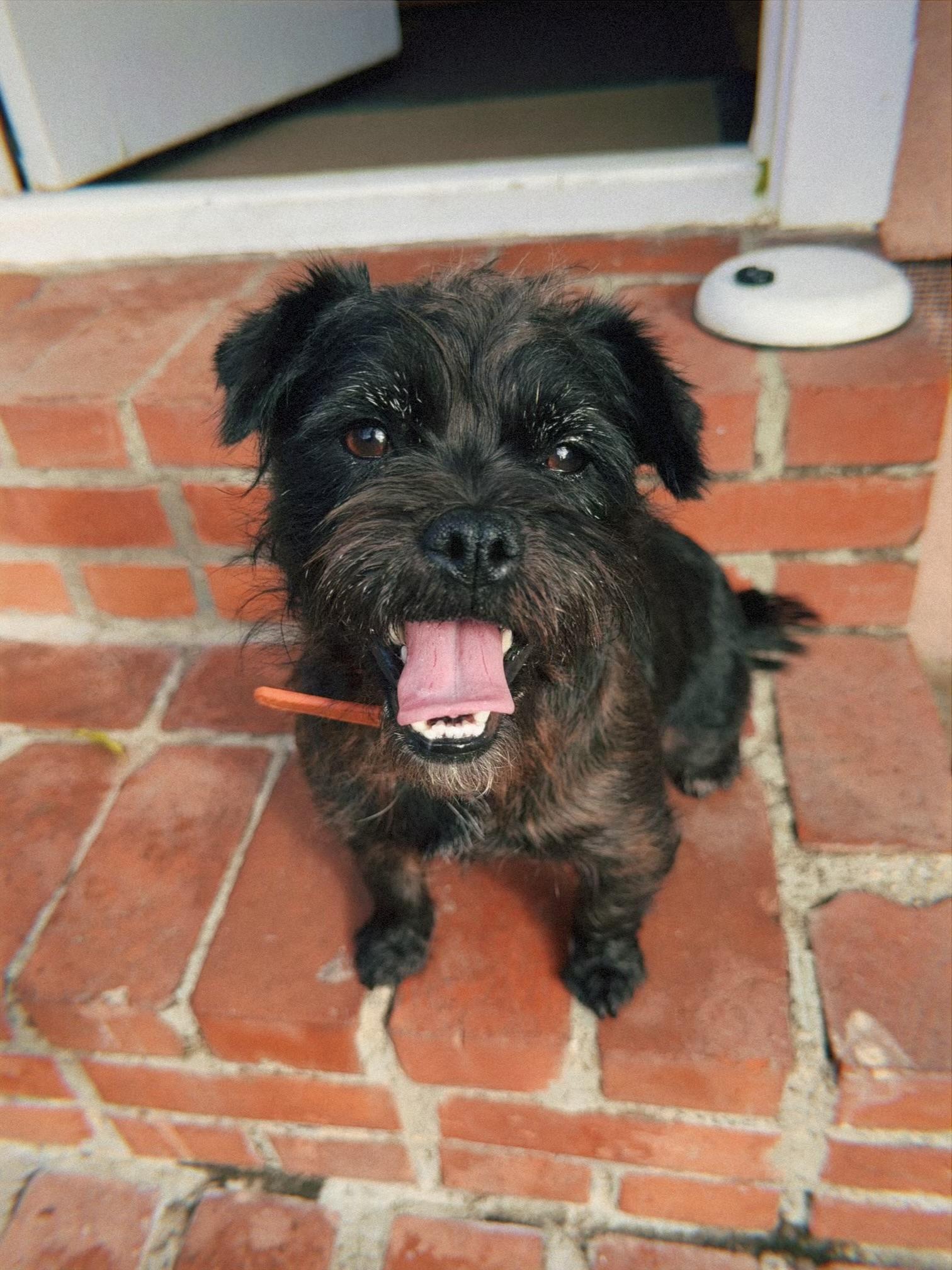 Enlarge Fiona, a ADOPTABLE mixed breed in Glendale, CA image 2/5