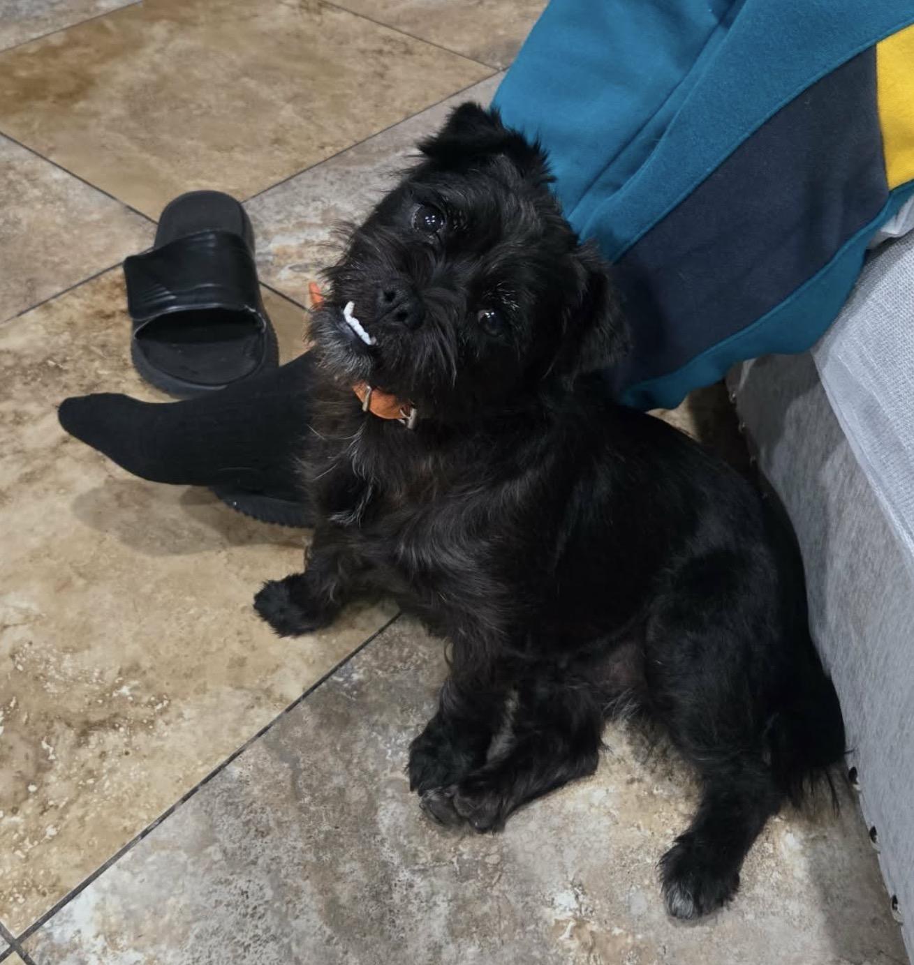 Enlarge Fiona, a ADOPTABLE mixed breed in Glendale, CA image 4/5