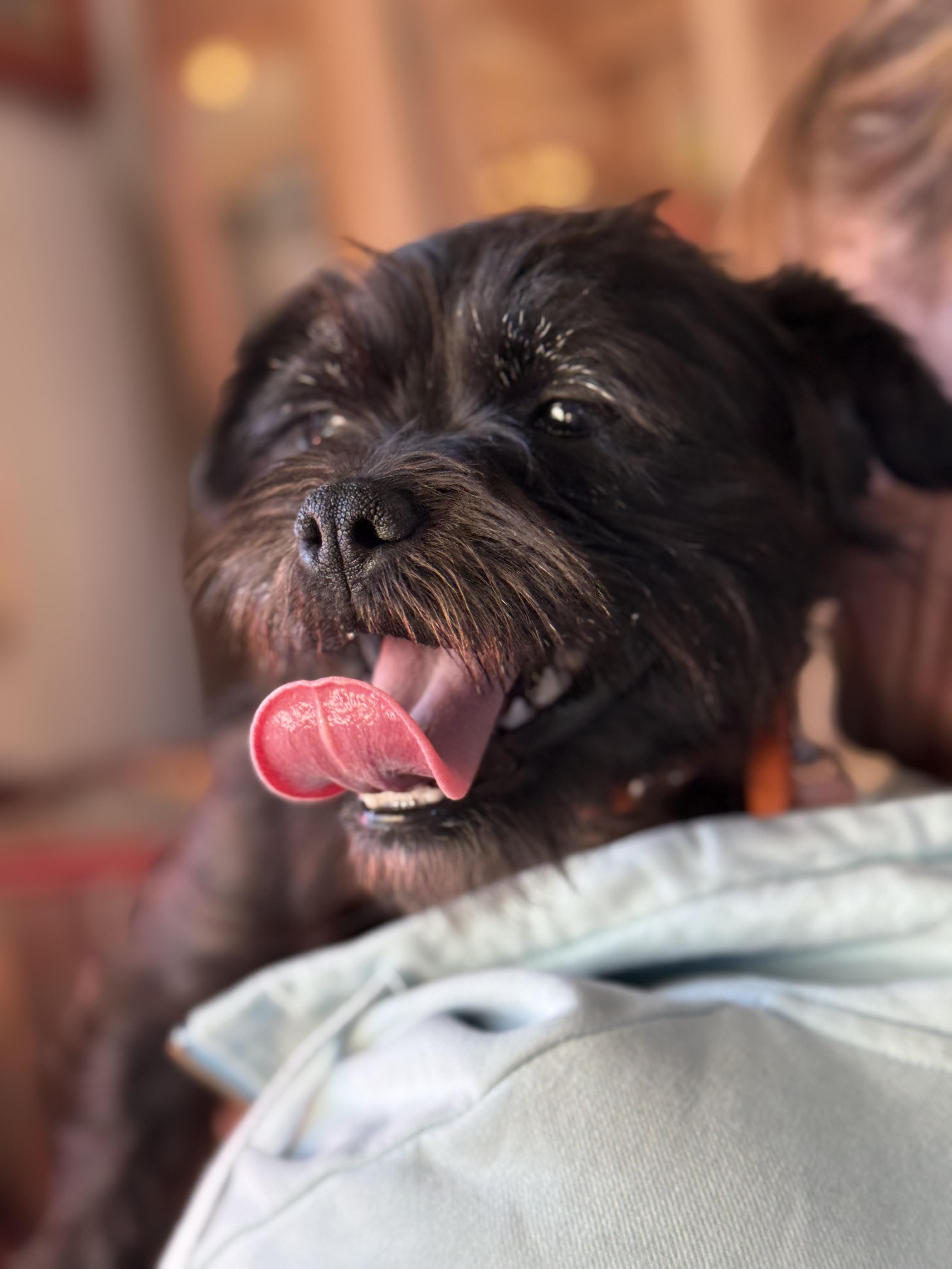 Enlarge Fiona, a ADOPTABLE mixed breed in Glendale, CA image 5/5