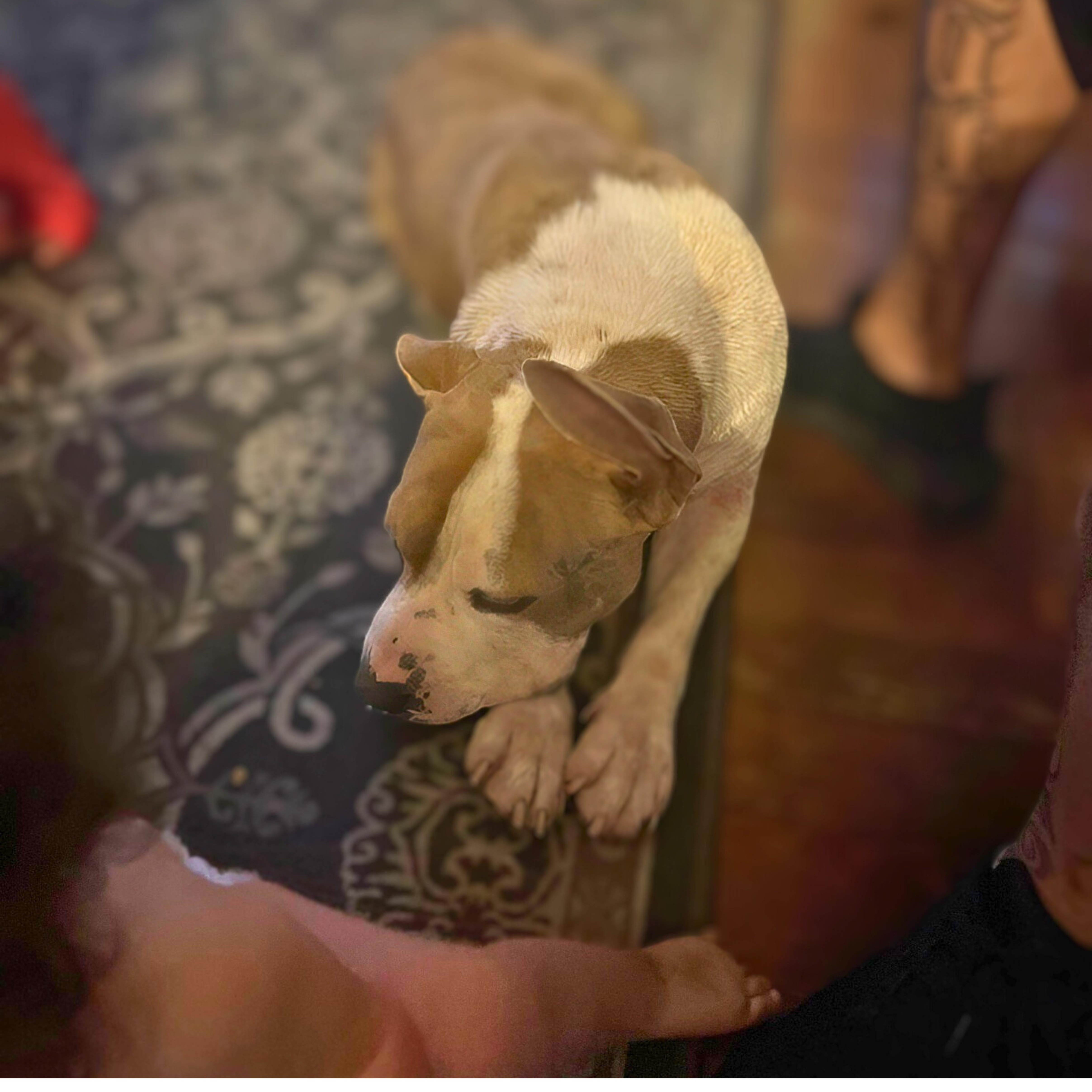 Monty, an adopted mixed breed in Winchester, VA image 4/5