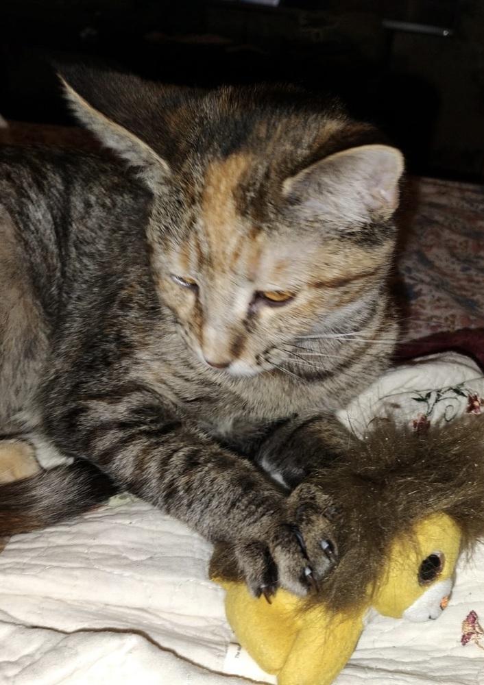 Enlarge Tiny (aka) Whitney, a Adoptable Domestic Short Hair in Little Rock, AR image 1/1