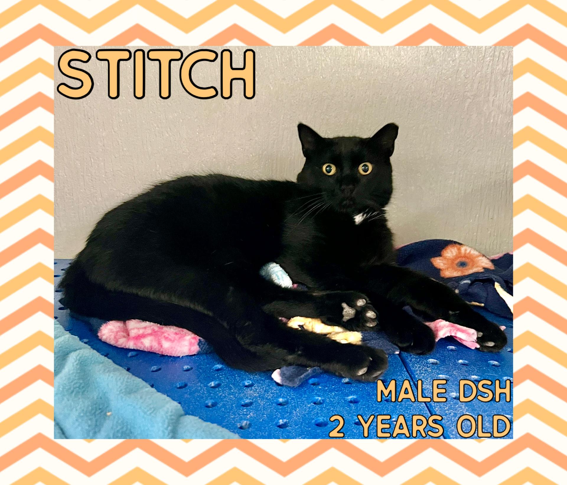 Enlarge Stitch, a Adoptable mixed breed in Danville, IN image 1/1