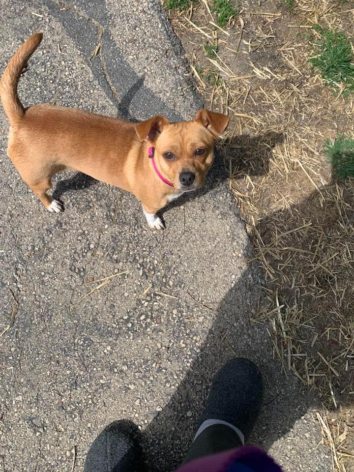 Maya $475, a Adoptable mixed breed in Milwaukee, WI image 1/4