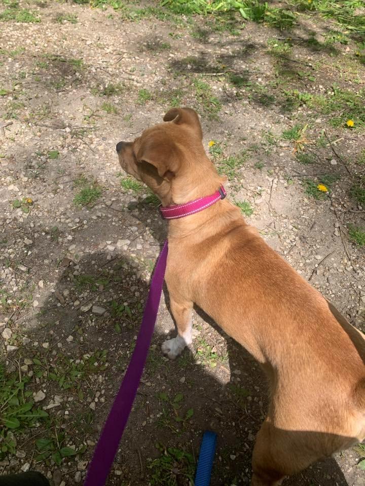 Maya $475, a Adoptable mixed breed in Milwaukee, WI image 2/4
