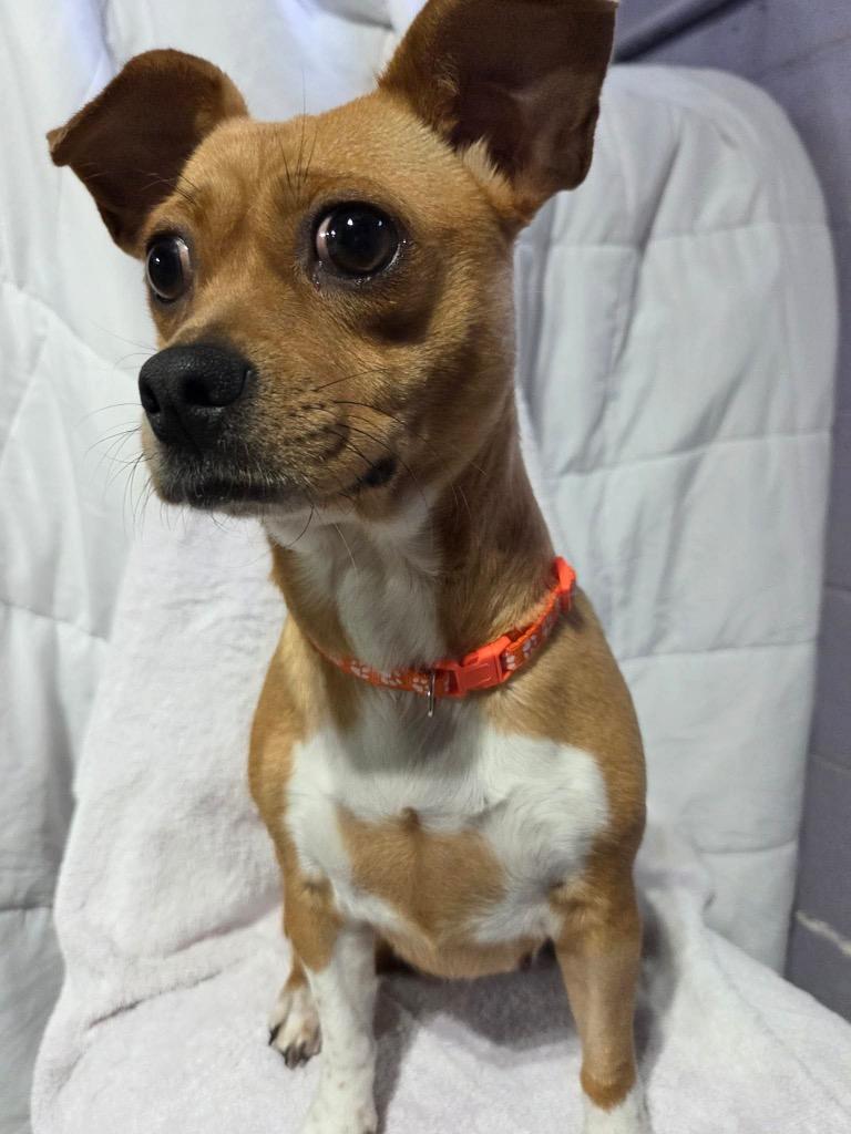 Maya $475, a Adoptable mixed breed in Milwaukee, WI image 3/4