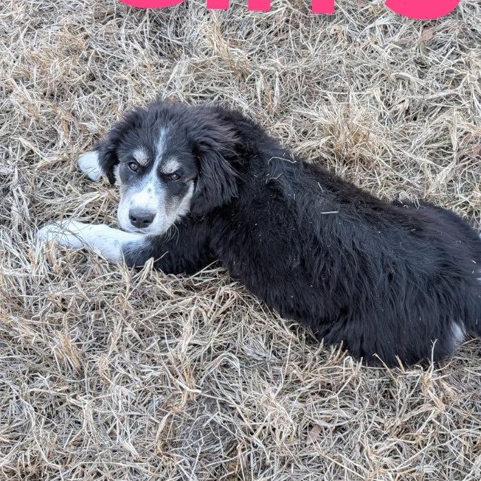 Jolene, Adoptable, Puppy Female Golden Retriever.