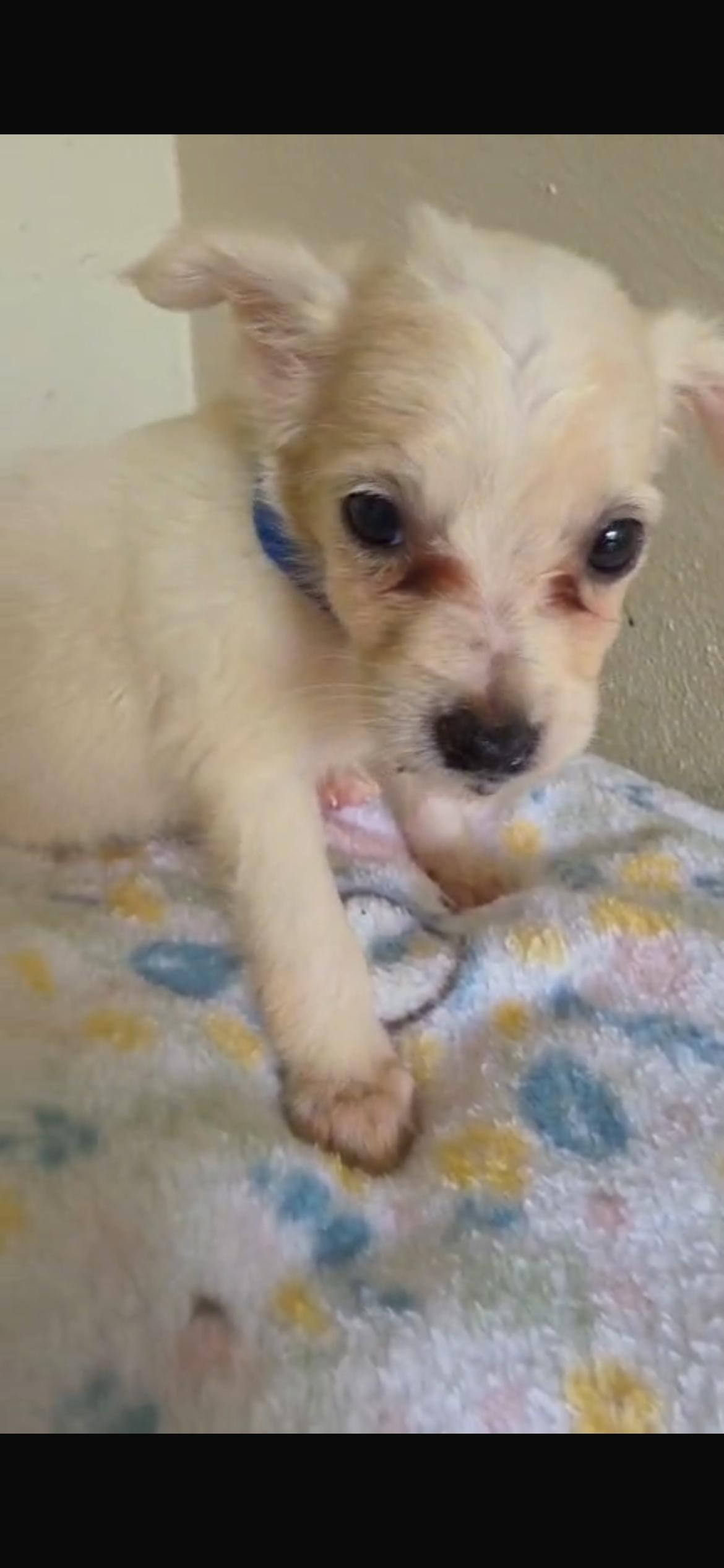 Enlarge Brad, a Adoptable Chihuahua in Virginia Beach, VA image 1/1