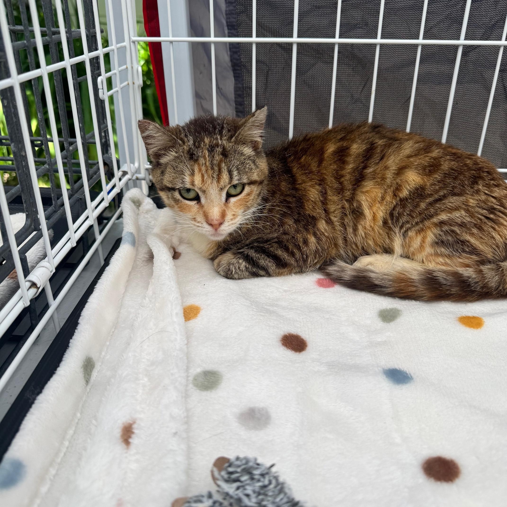 Madeline, Adoptable, Young Female Domestic Short Hair.