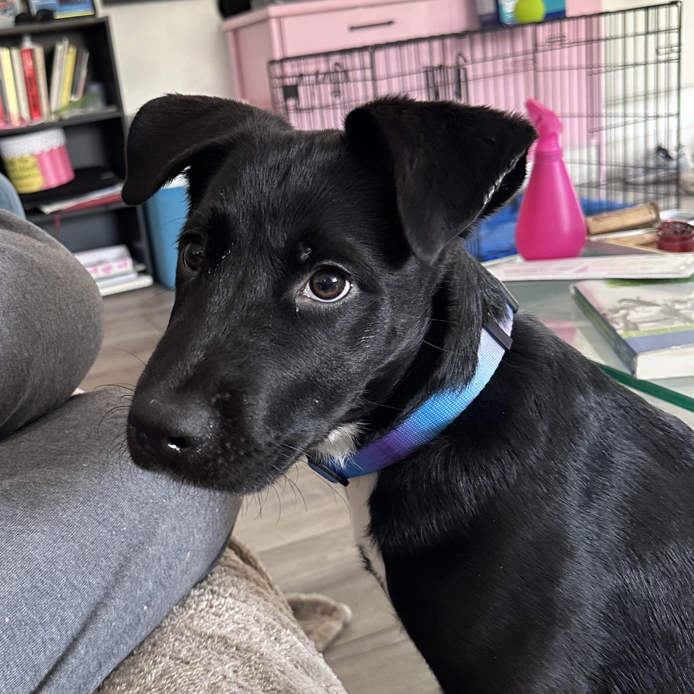 Enlarge Pluto, a Adoptable mixed breed in Roseville, CA image 2/5