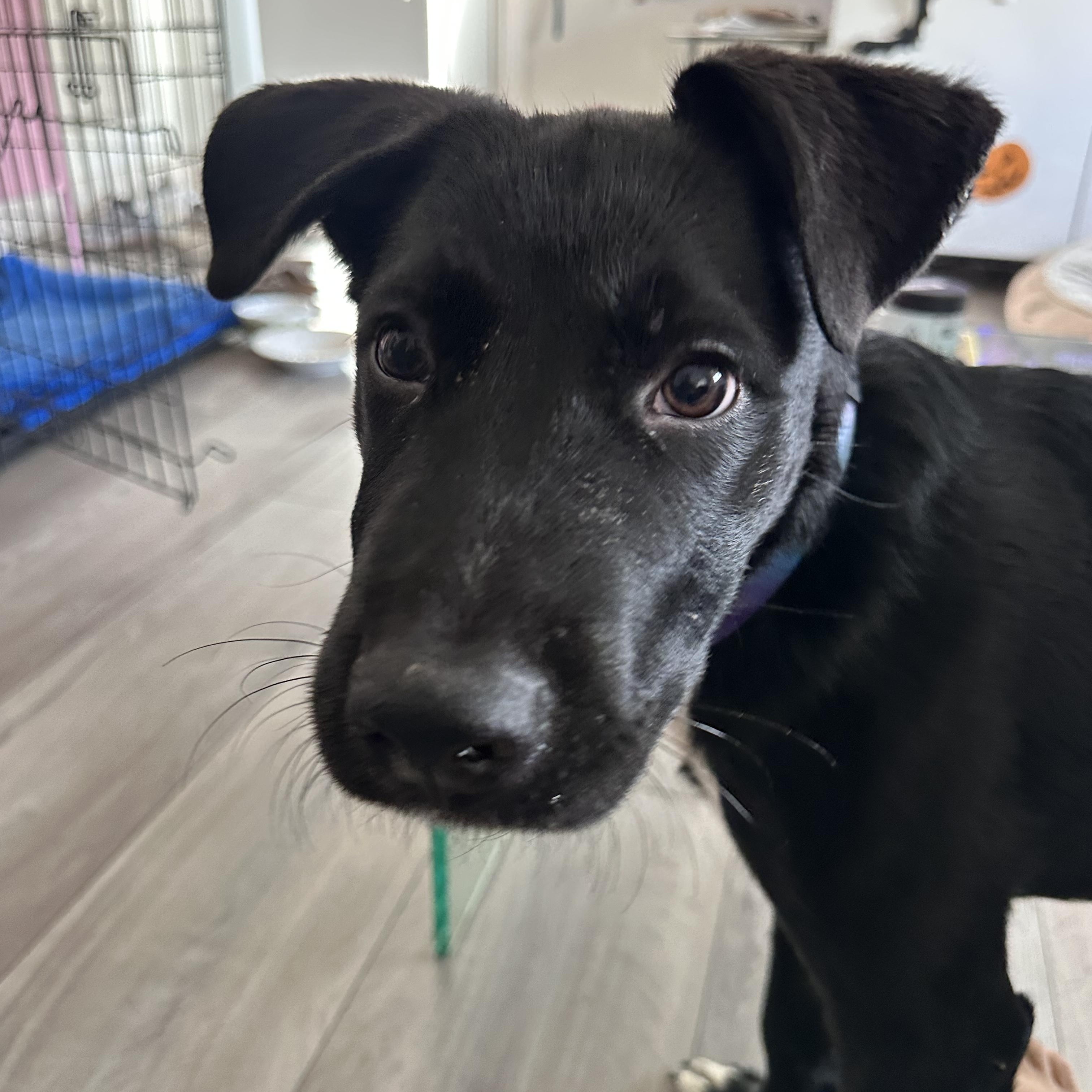 Enlarge Pluto, a Adoptable mixed breed in Roseville, CA image 4/5