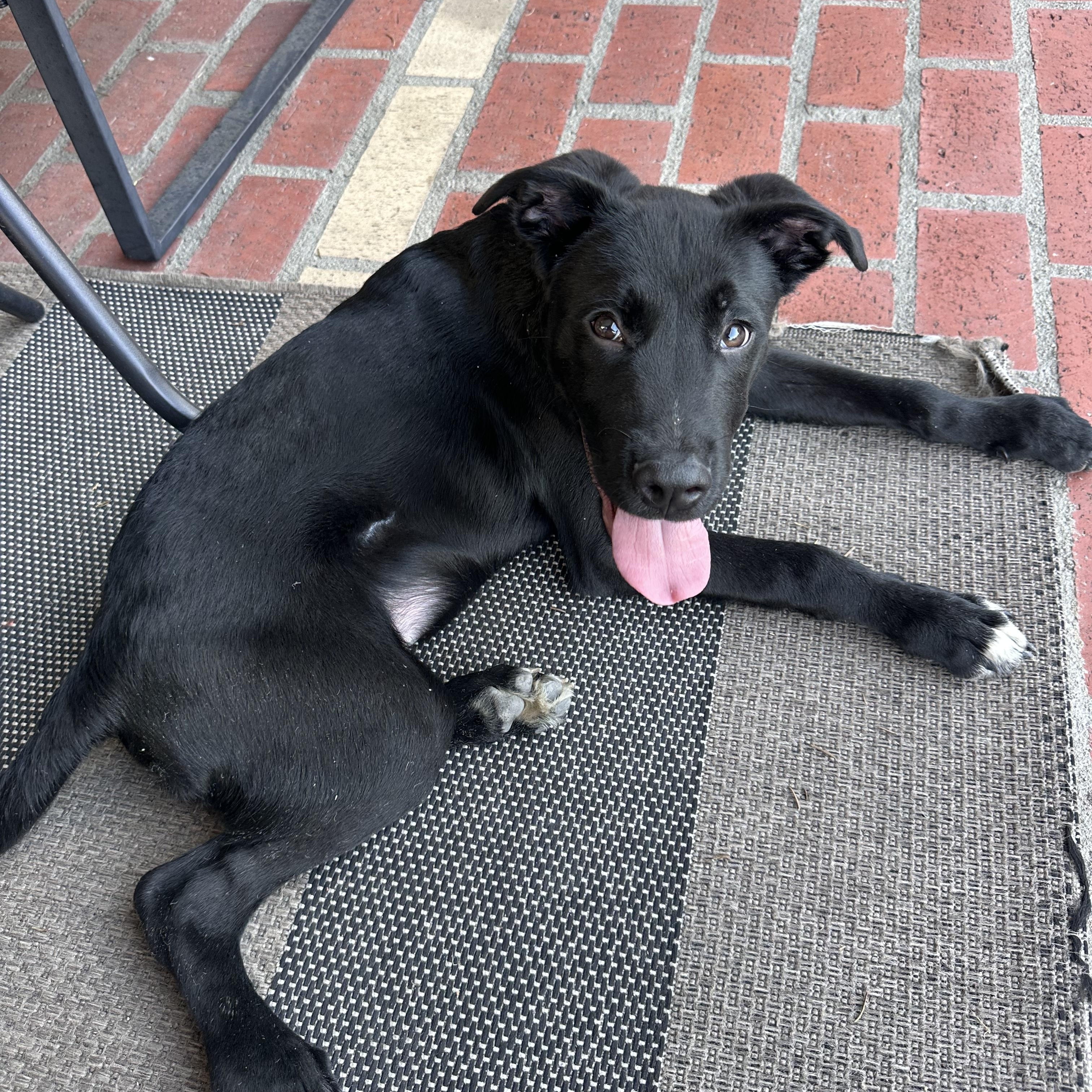 Enlarge Pluto, a Adoptable mixed breed in Roseville, CA image 3/5