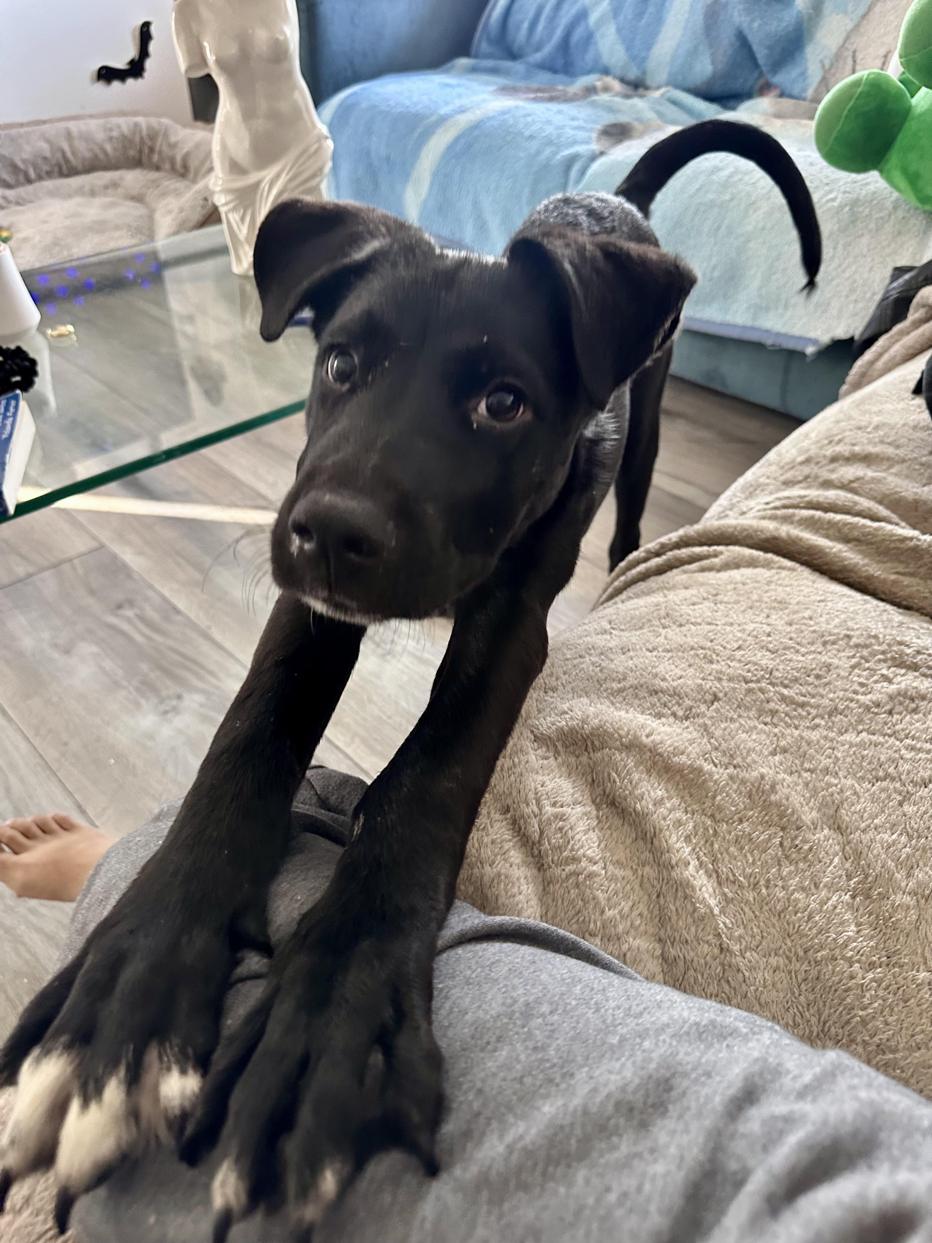 Enlarge Pluto, a Adoptable mixed breed in Roseville, CA image 5/5