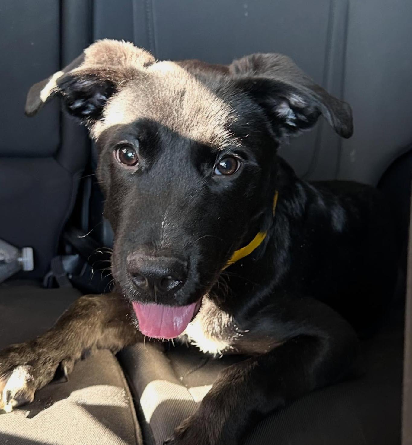 Pluto, Adoptable, Puppy Male Black Labrador Retriever.