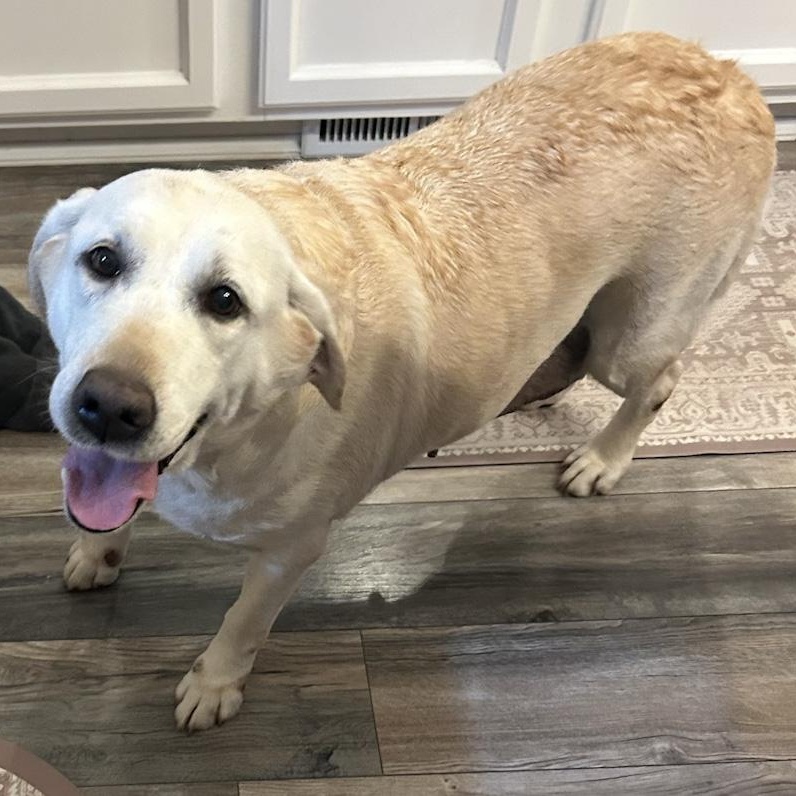 Enlarge Macer, a ADOPTABLE Yellow Labrador Retriever in Toledo, OH image 2/2